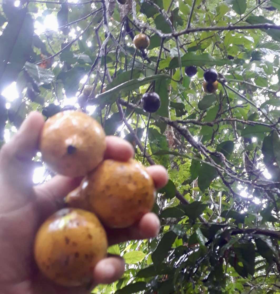 Garcinia sp Tupari - 1 fresh seed / 1 frischer Samen
