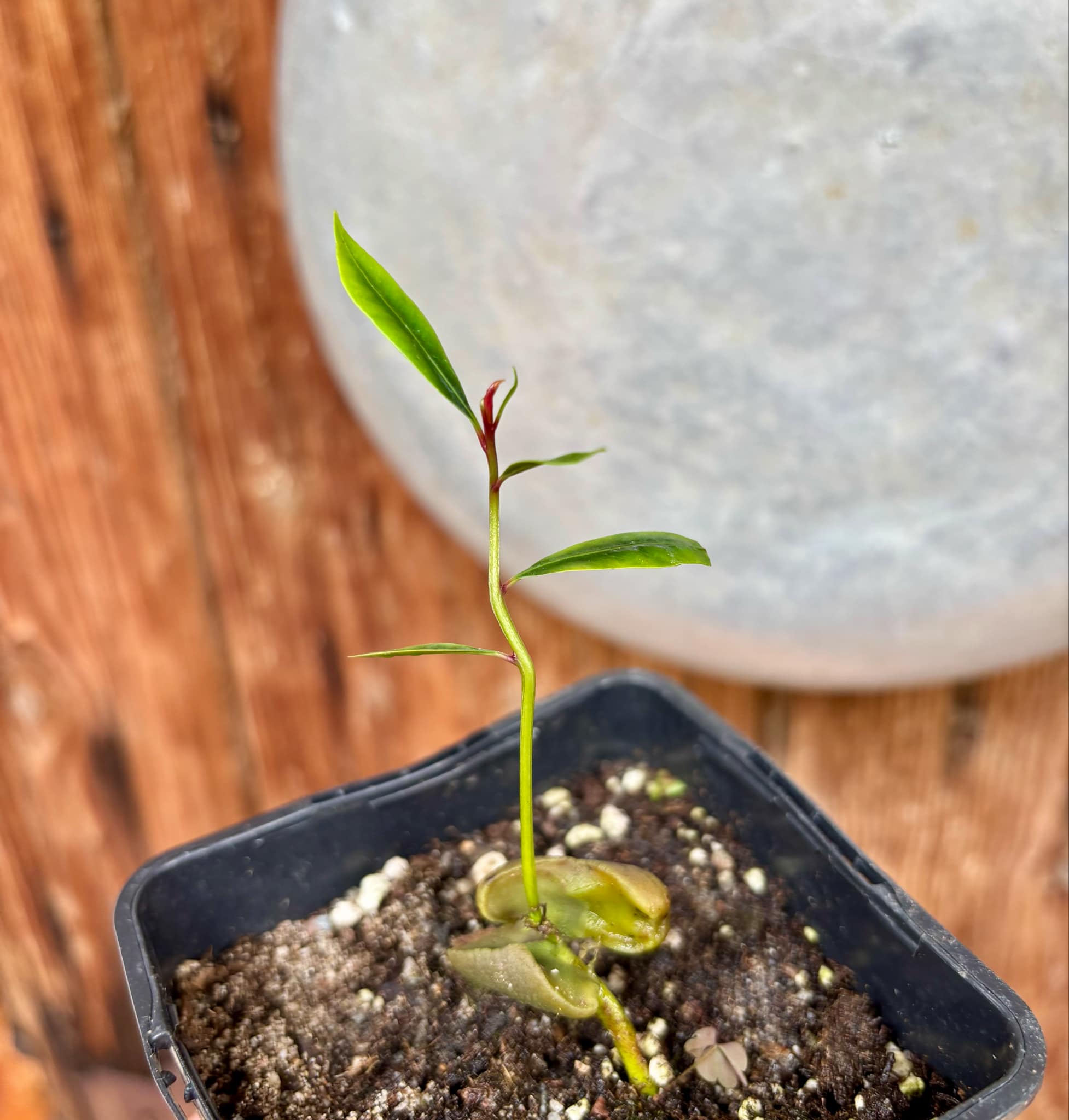 Syzygium aromaticum - Clove - Gewürznelke - 1 small potted seedling / 1 kleiner, getopfter Sämling Syzygium aromaticum - Clove - Gewürznelke - 1 small potted seedling / 1 kleiner, getopfter Sämling