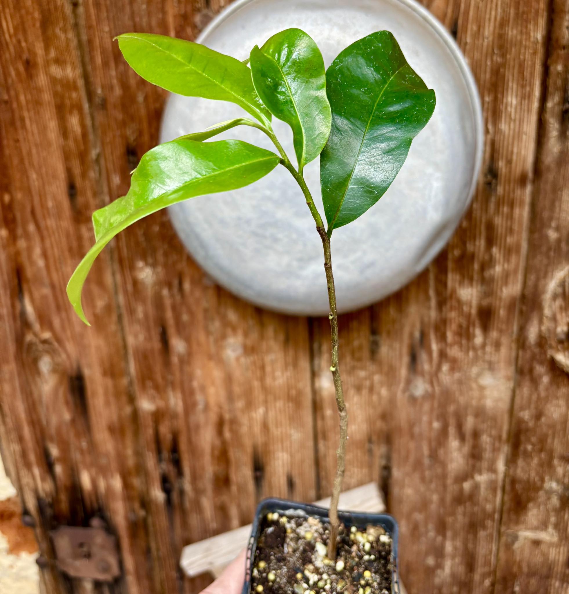 Annona muricata - Soursop / Stachelannone fiberless - 1 potted plant / 1 getopfte Pflanze