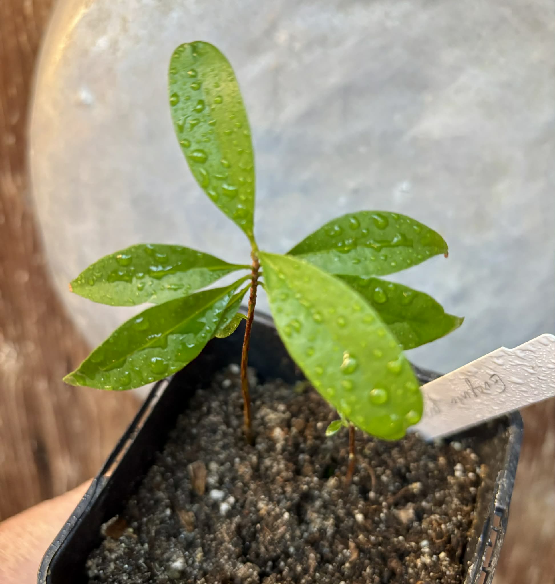 Eugenia punicifolia - 1 potted plant / 1 getopfte Pflanze