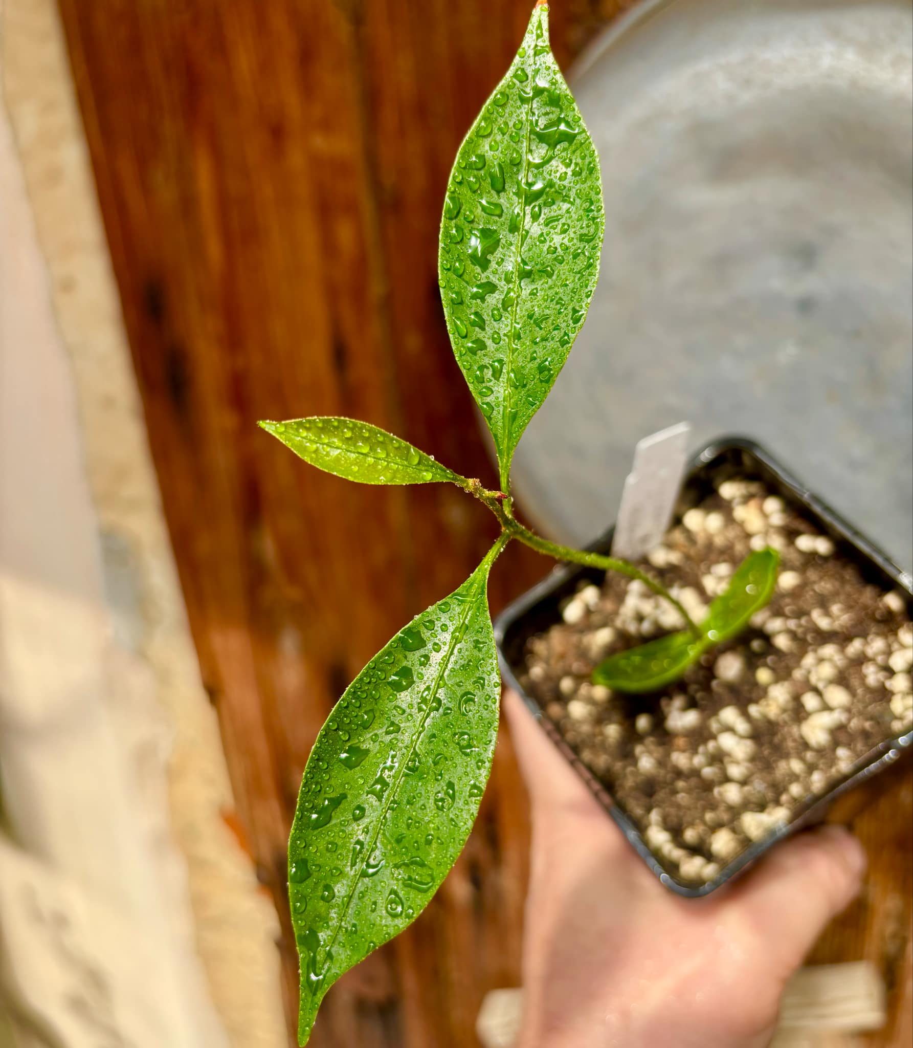 Pouteria alvesii - 1 small potted seedling / 1 kleiner, getopfter Sämling
