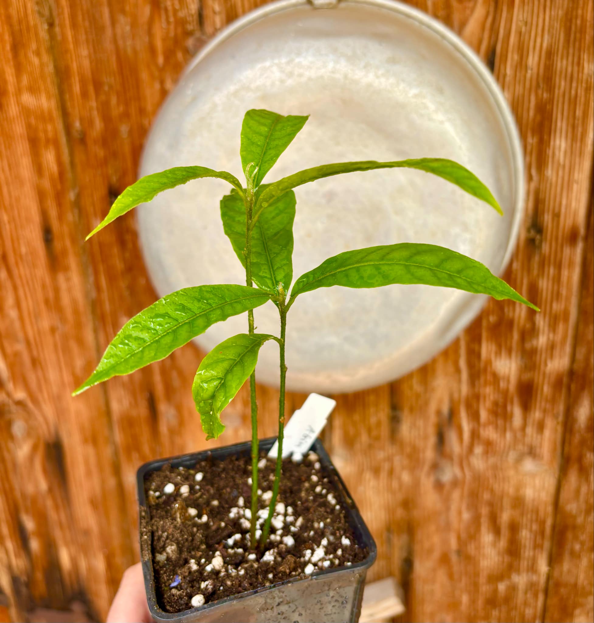 two out of one seed - Abiu (Pouteria caimito) Nr. 2 - 1 potted plant / 1 getopfte Pflanze