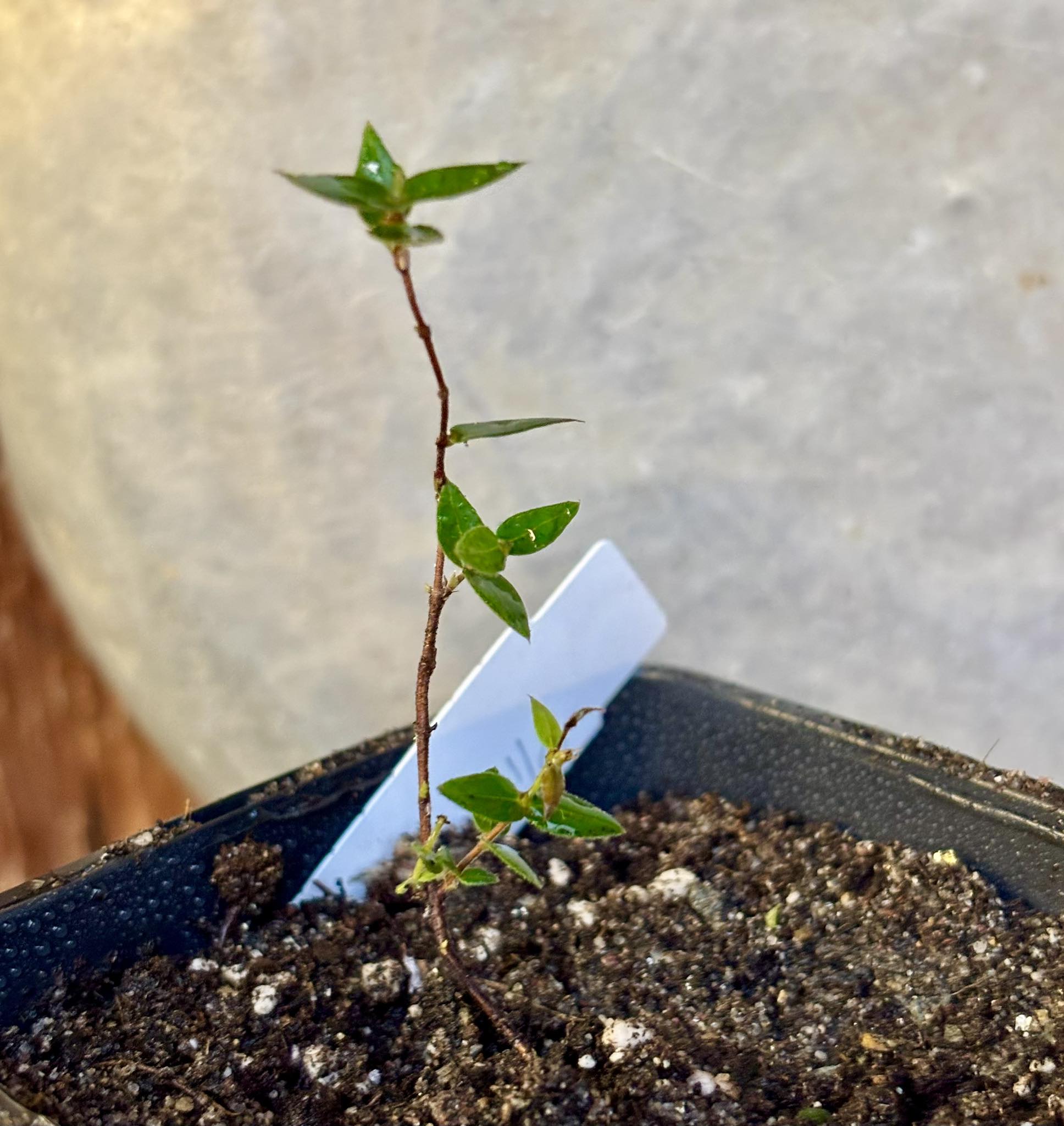 Plinia nana - 1 small potted plant / 1 kleine, getopfte Pflanze
