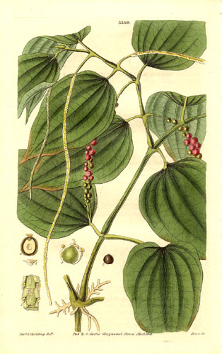 Sarawak Pepper  (Piper nigrum) - 1 potted plant / 1 getopfte Pflanze
