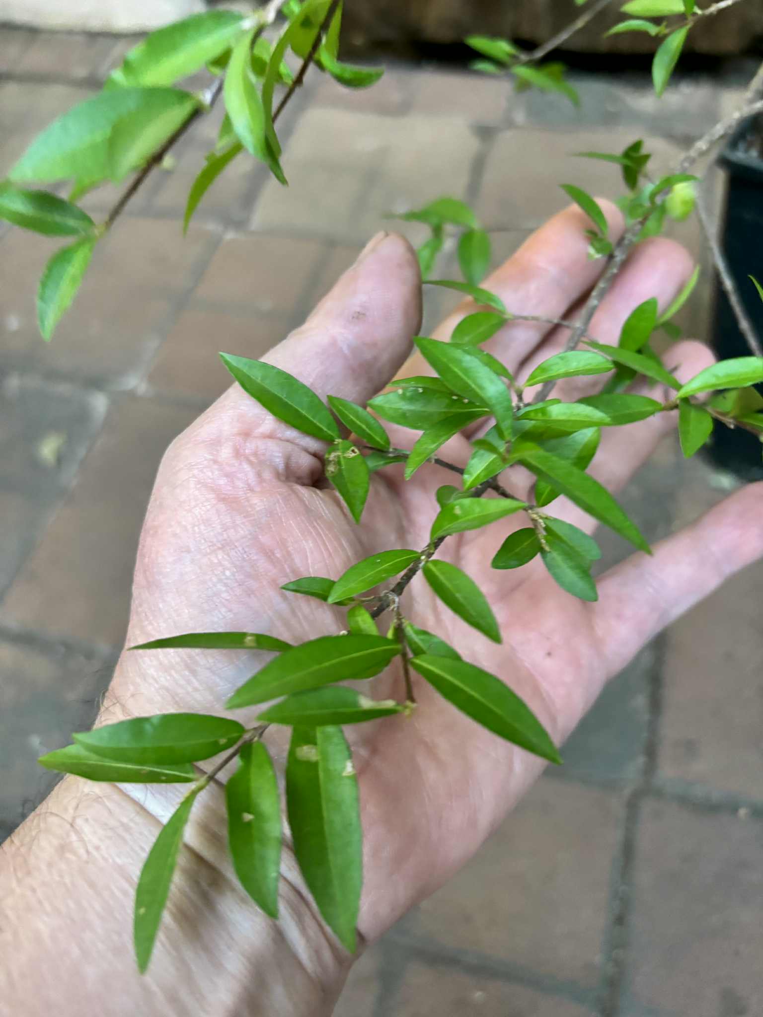 4 years old - Acerola (Malpighia glabra) - 1 potted plant / 1 getopfte Pflanze