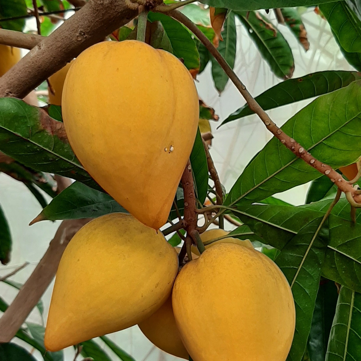 Canistel var. Bruce  (Lucuma campechiana) - 2 germinated seeds / 2 gekeimte Samen