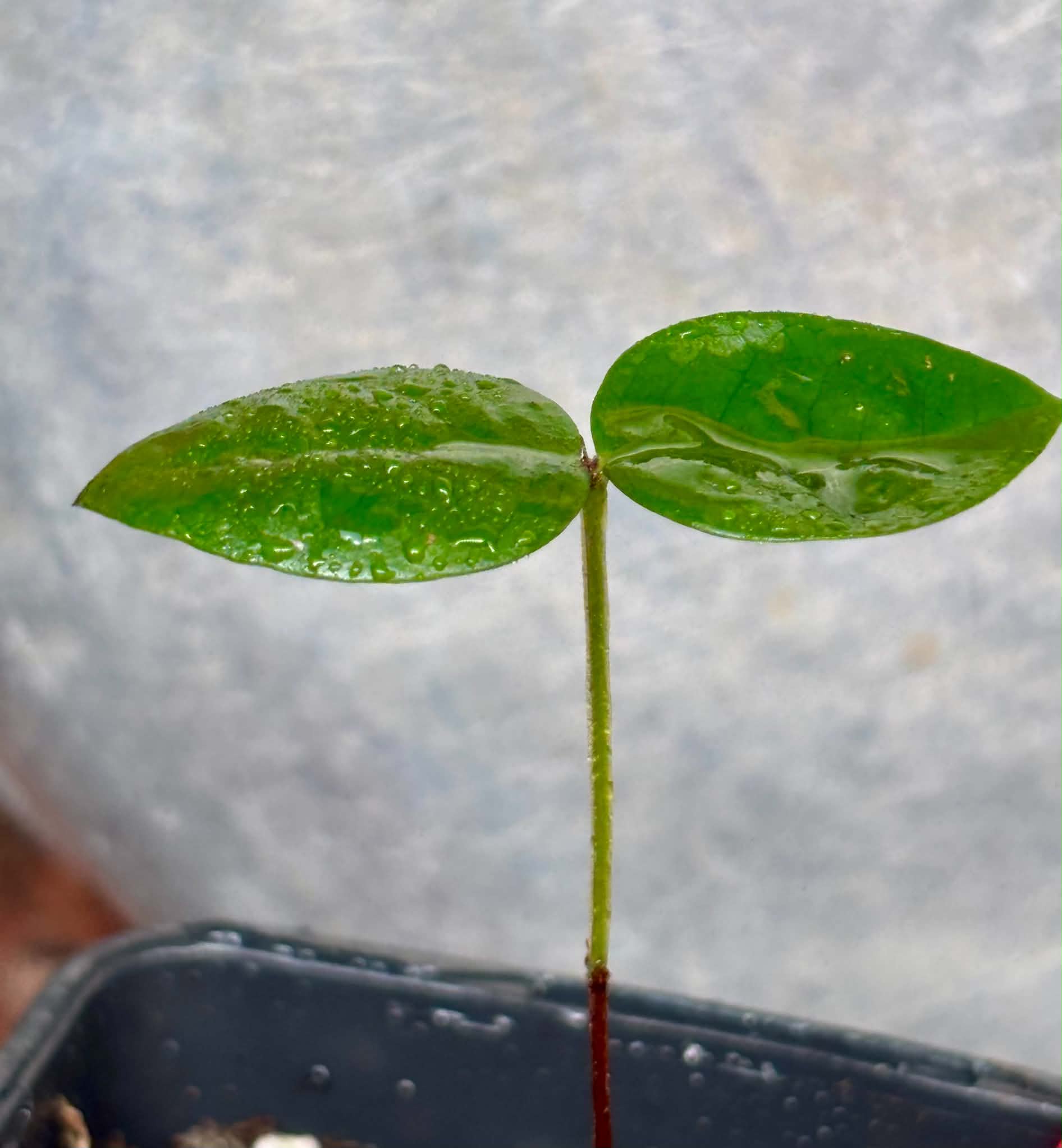 Mouriri sp Rondonia - 1 potted seedling / 1 getopfter Sämling