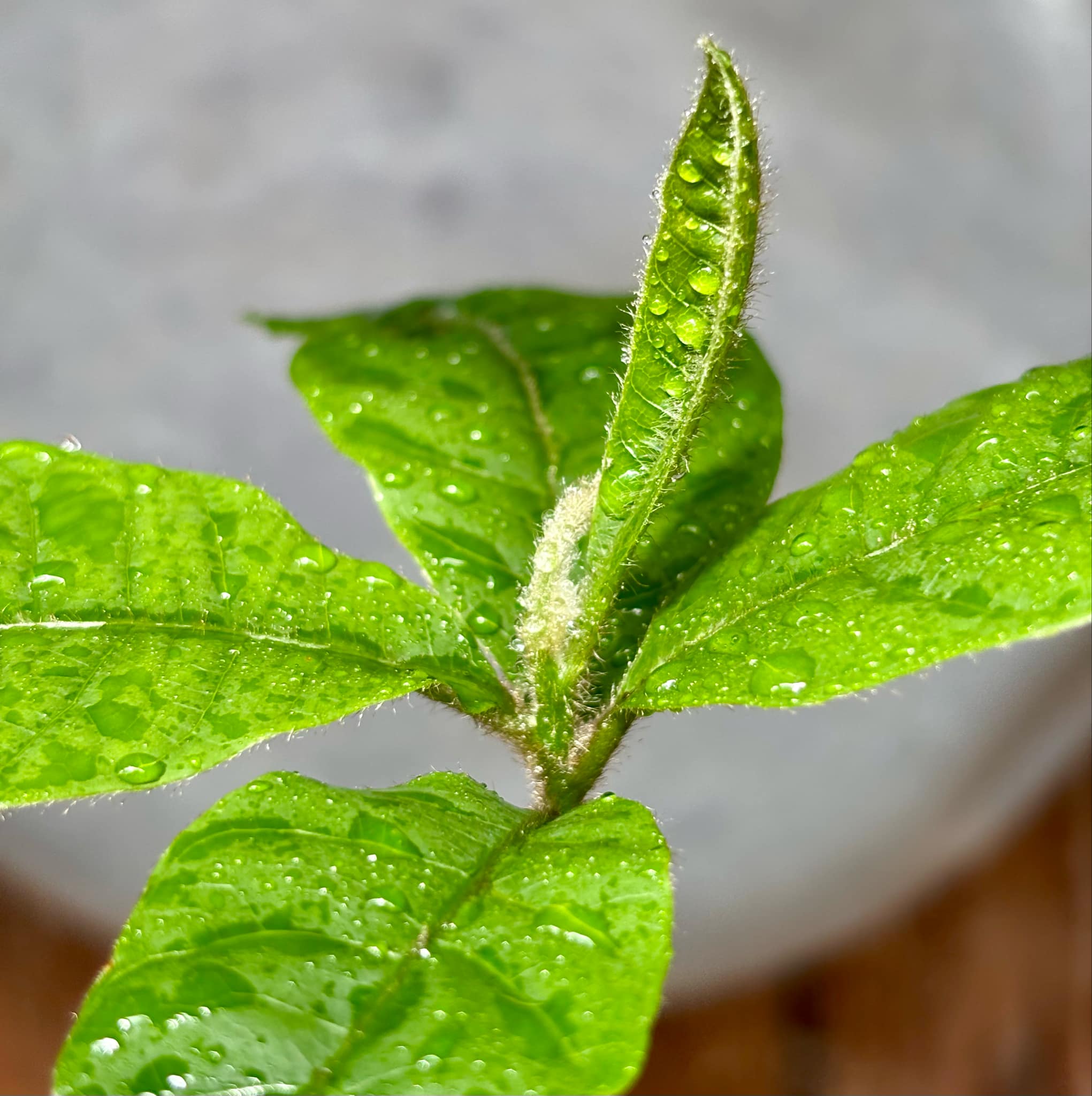 Pouteria torta subsp. torta - Abiu pilosa - 1 potted plant / 1 getopfte Pflanze