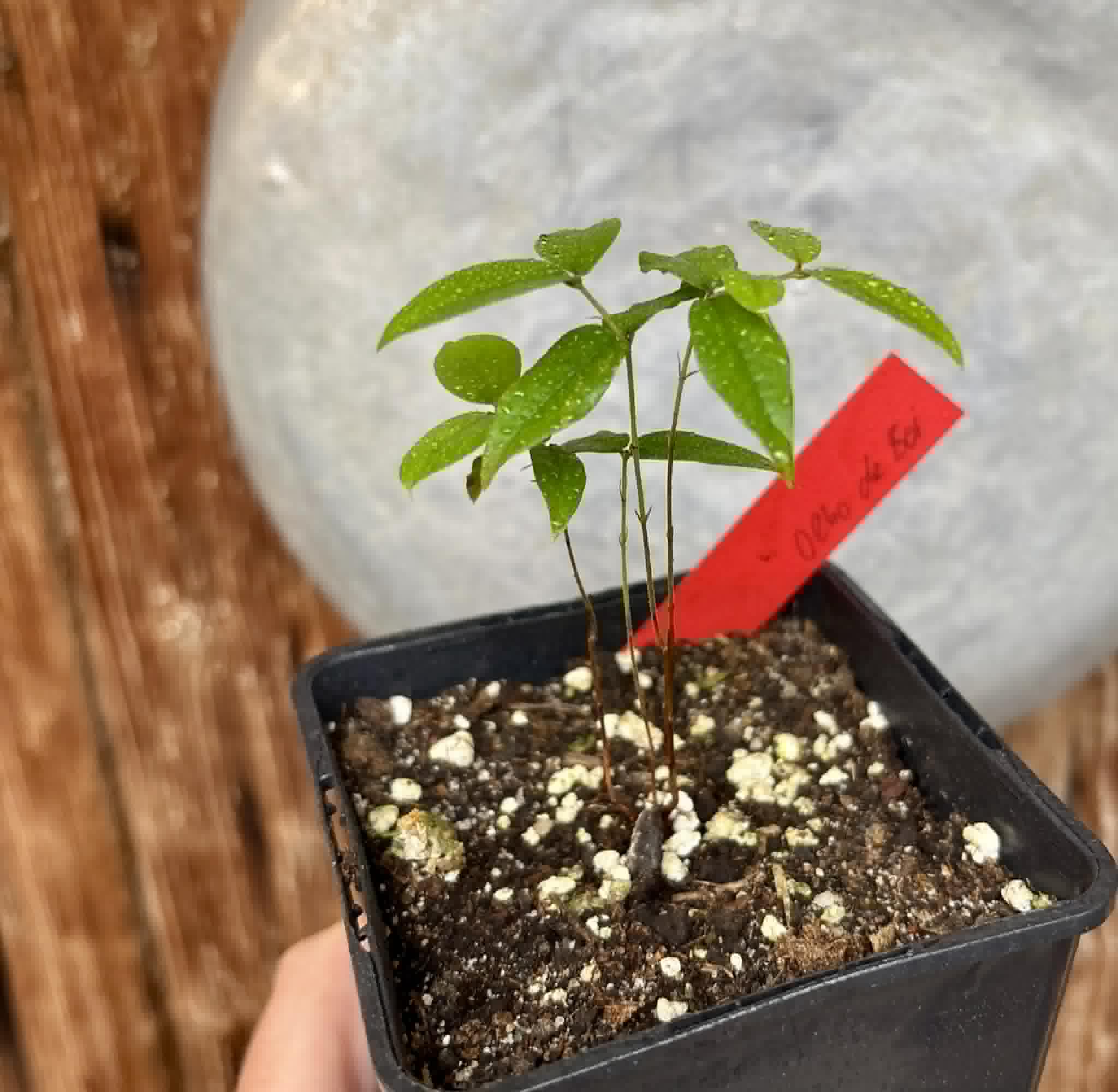 Plinia coronata var. Olho de Boi Seleção - 1 potted seedling / 1 getopfter Sämling