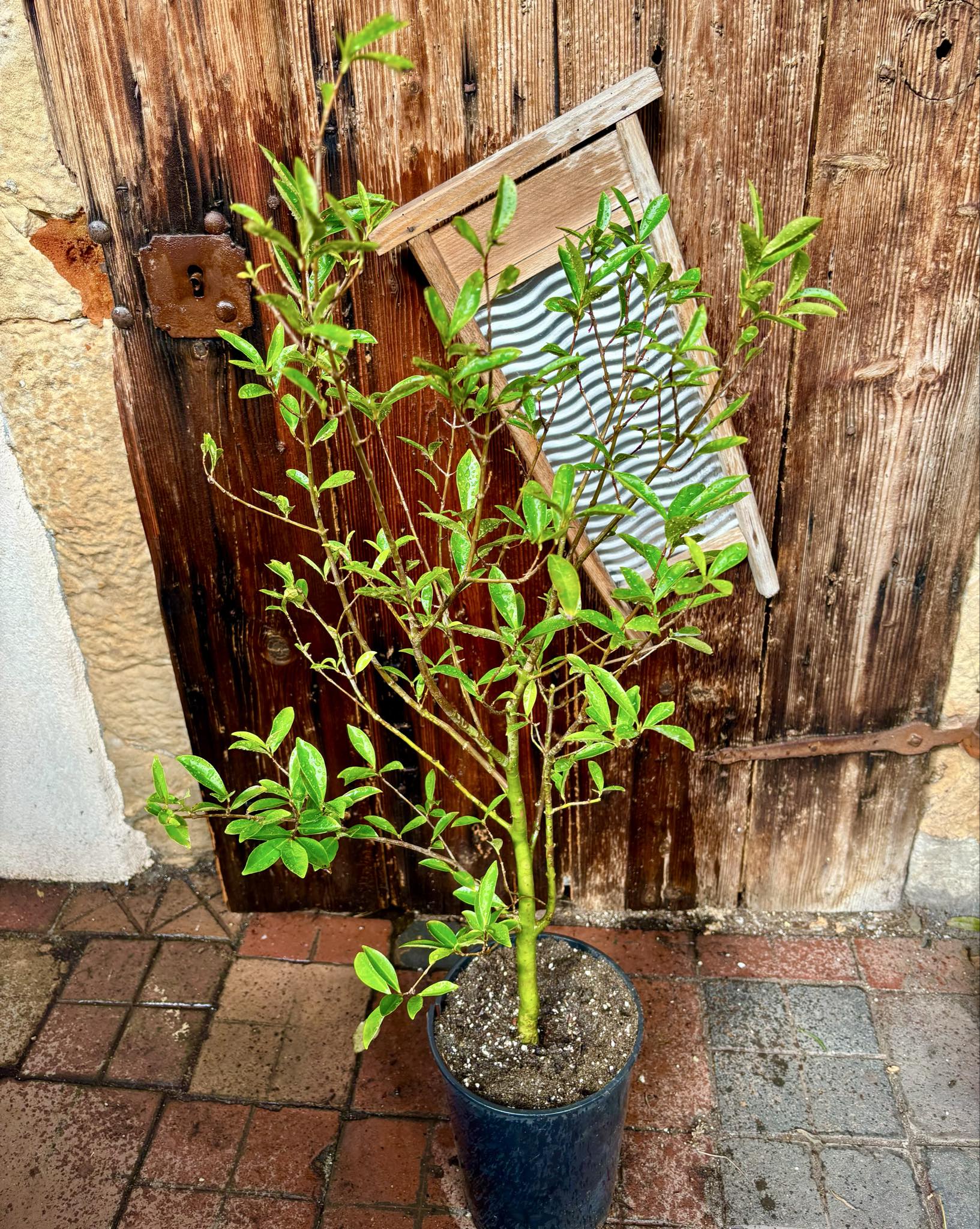 5 years old - Cherry of Rio Grande (Eugenia involucrata) - 1 potted plant / 1 getopfte Pflanze