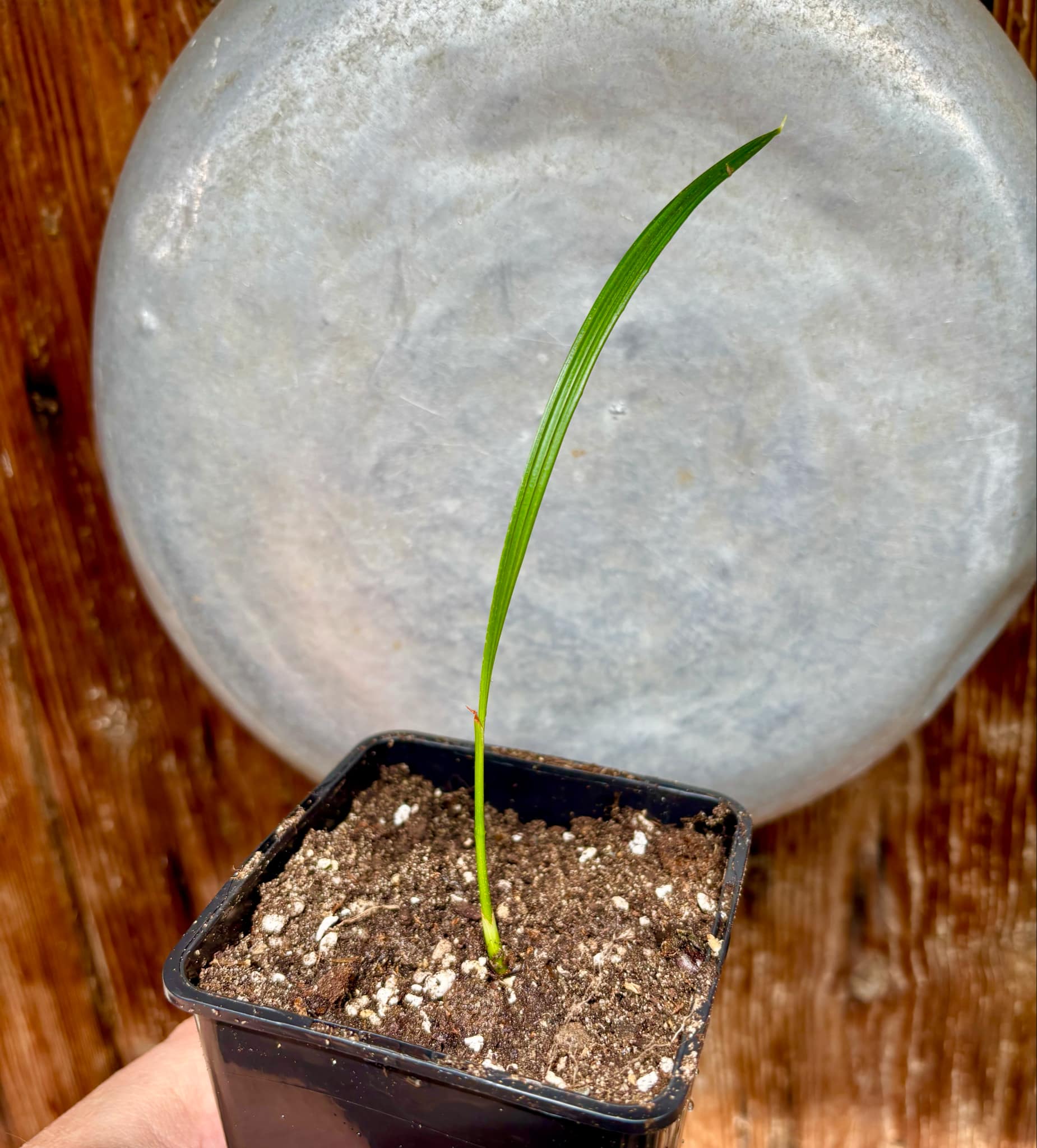 Jelly Palm (Butia odorata) -  1 potted plant / 1 getopfte Pflanze