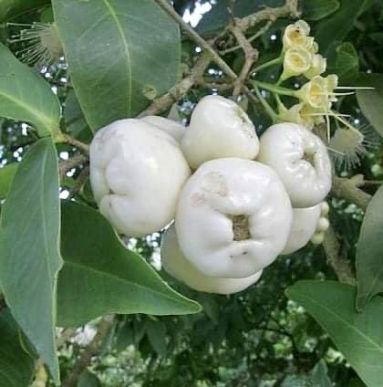 Syzygium aqueum - Water Apple - 1 rooted cutting - 1 bewurzelter Steckling