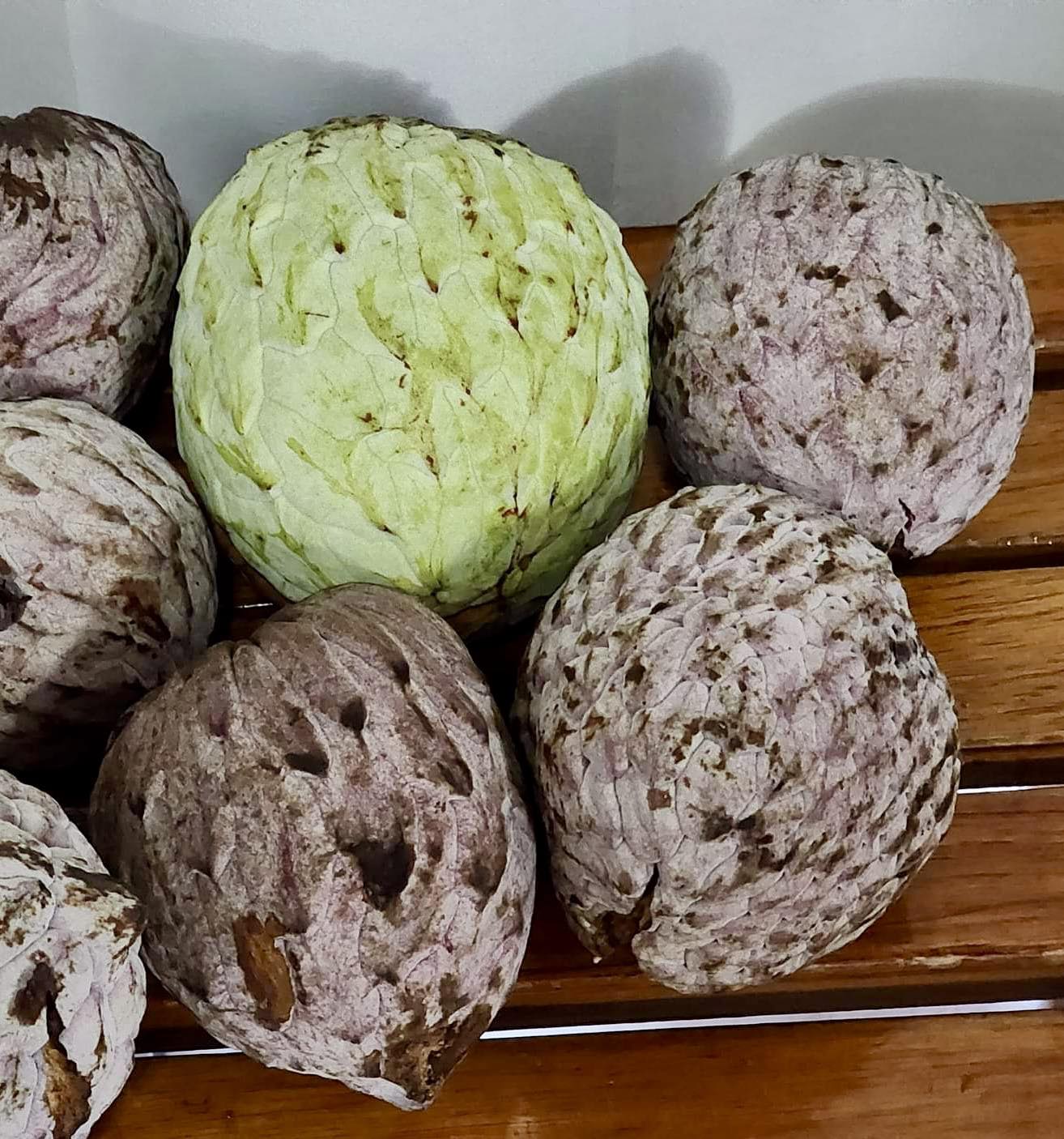 Ilama (Annona macroprophyllata) - 1 fresh seed / 1 frischer Samen