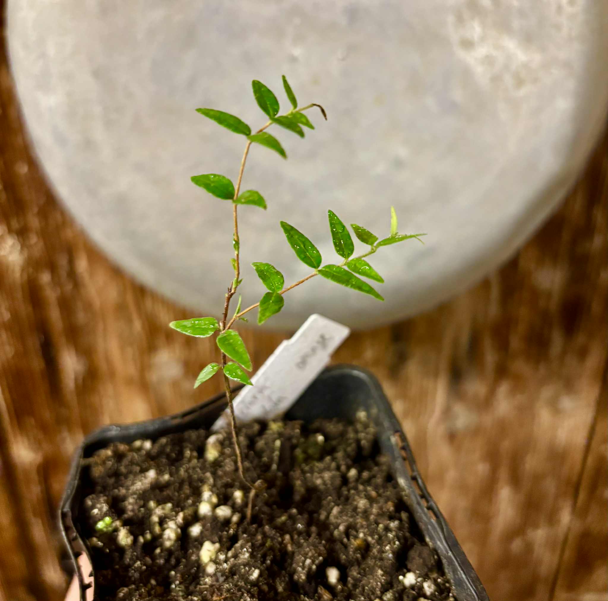 Myrciaria cuspidata ORANGE - 1 potted plant / 1 getopfte Pflanze 