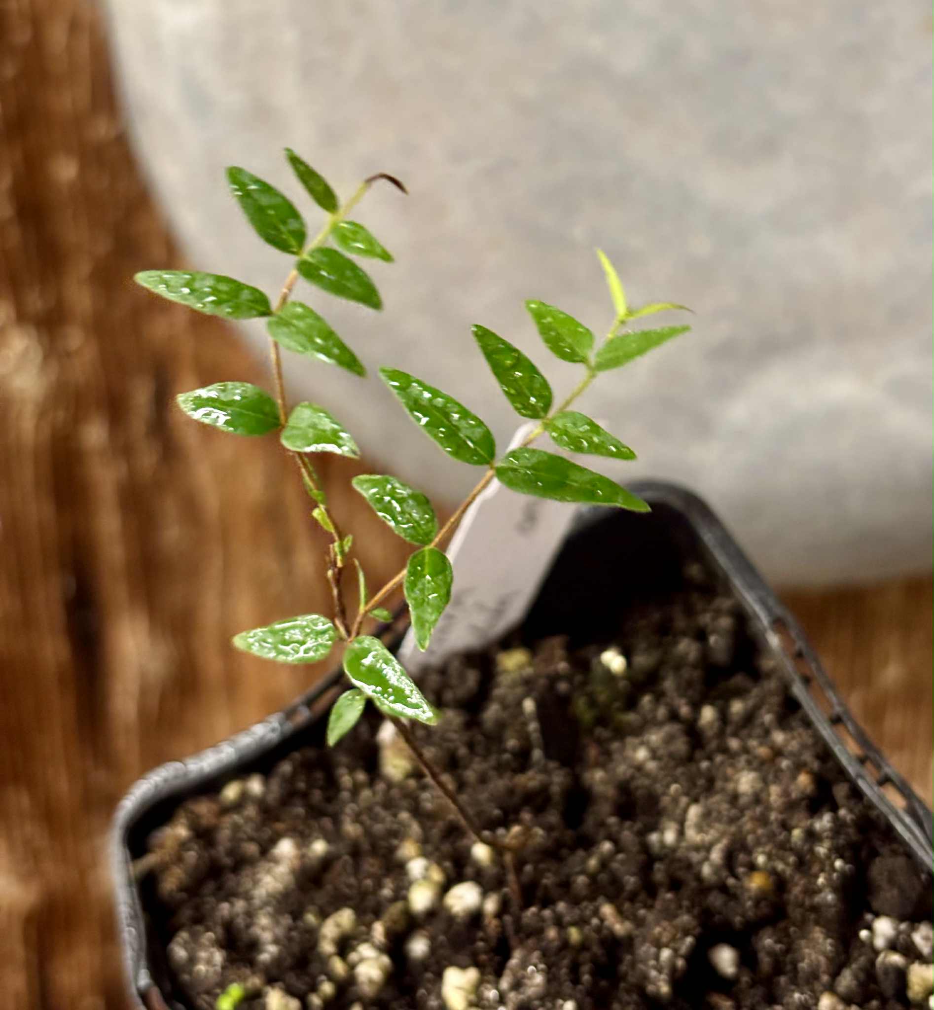 Myrciaria cuspidata ORANGE - 1 potted plant / 1 getopfte Pflanze 