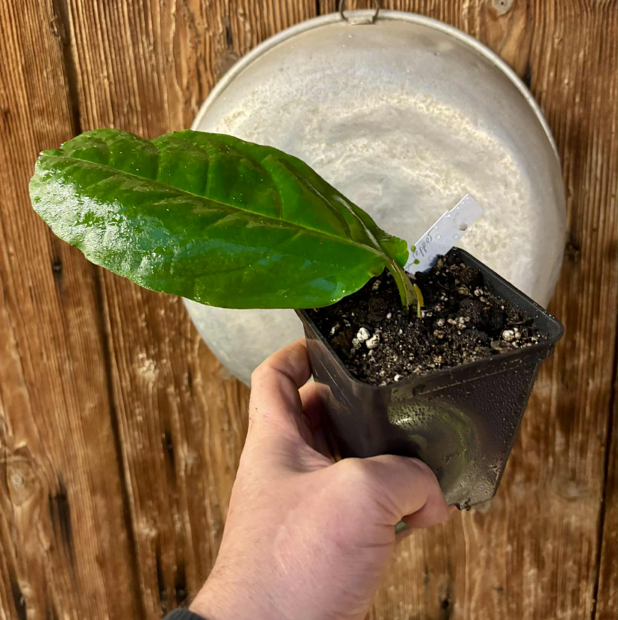 1 rooted cutting - Long Pepper  (Piper longum) - 1 potted plant / 1 getopfte Pflanze