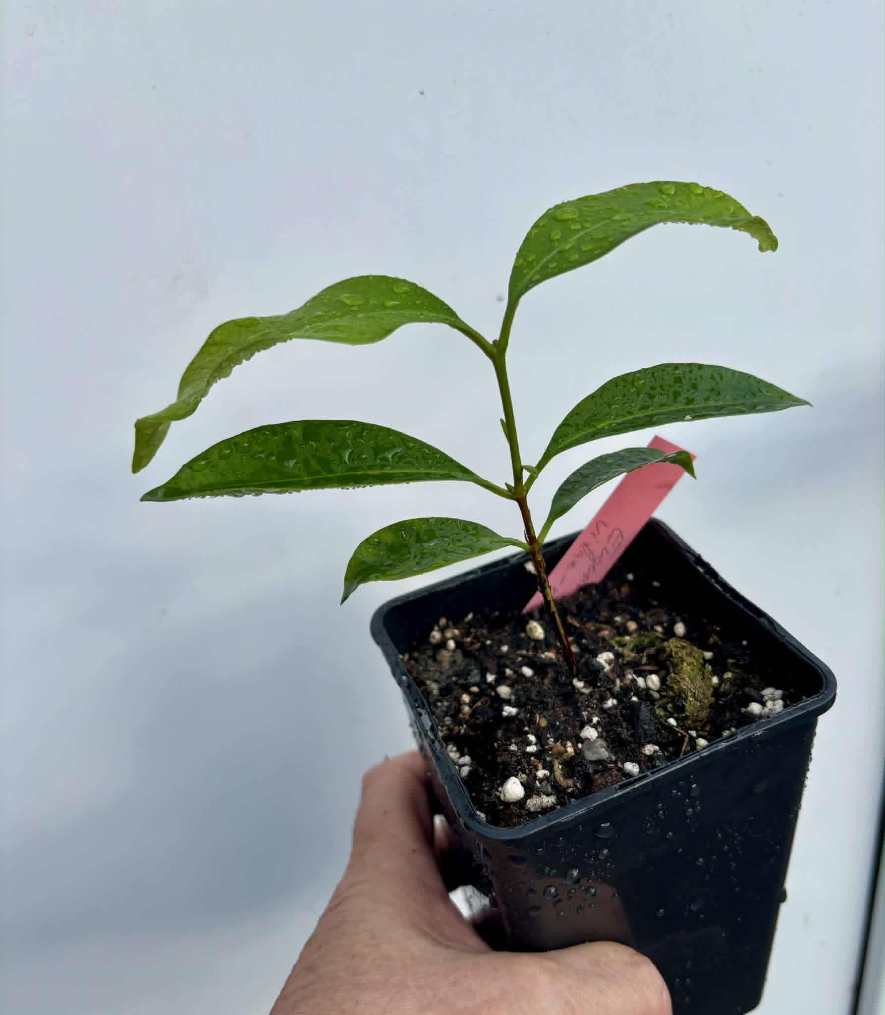 Grumixama-açu (Eugenia villae-novae) - 1 potted seedling / 1 getopfter Sämling