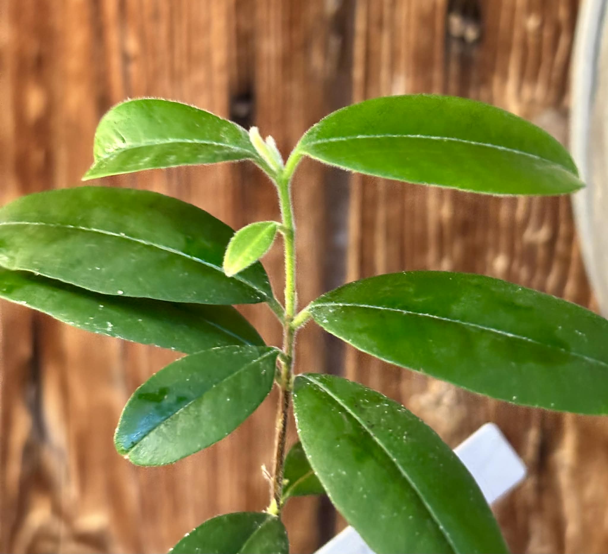 Eugenia oblongata - 1 potted plant / 1 getopfte Pflanze