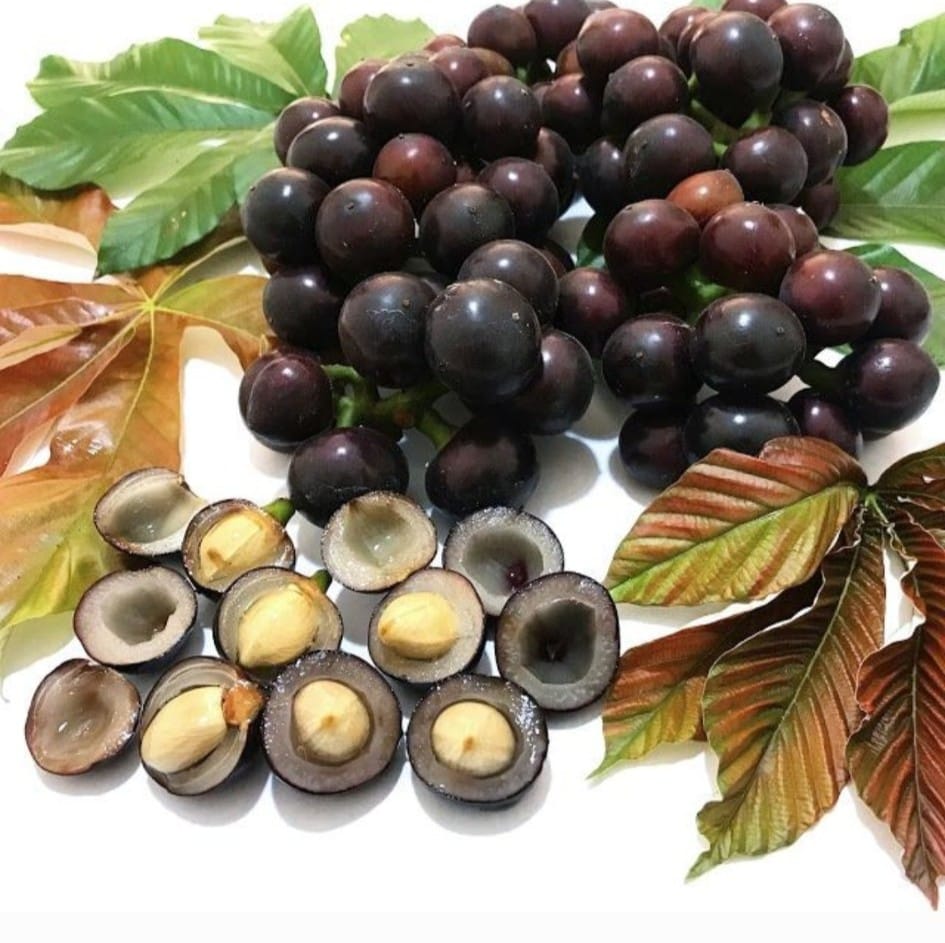 Amazon Tree Grape (Pourouma cecropiifolia)  - 1 fresh seed / 1 frischer Samen