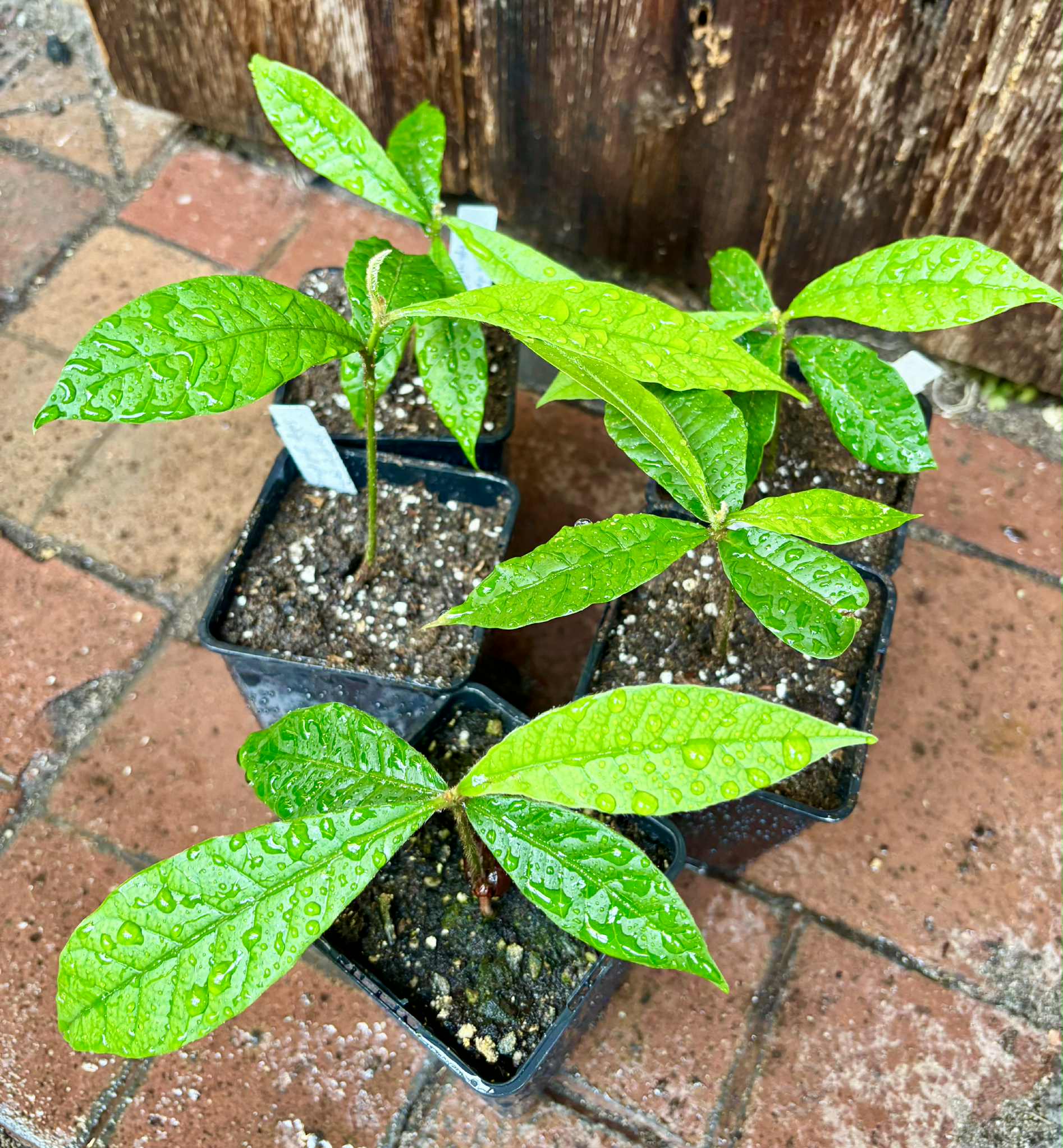 Pouteria torta subsp. gallifructa - Abiu Pilosa - 1 potted plant / 1 getopfte Pflanze Pouteria torta subsp. gallifructa - Abiu Pilosa - 1 potted plant / 1 getopfte Pflanze