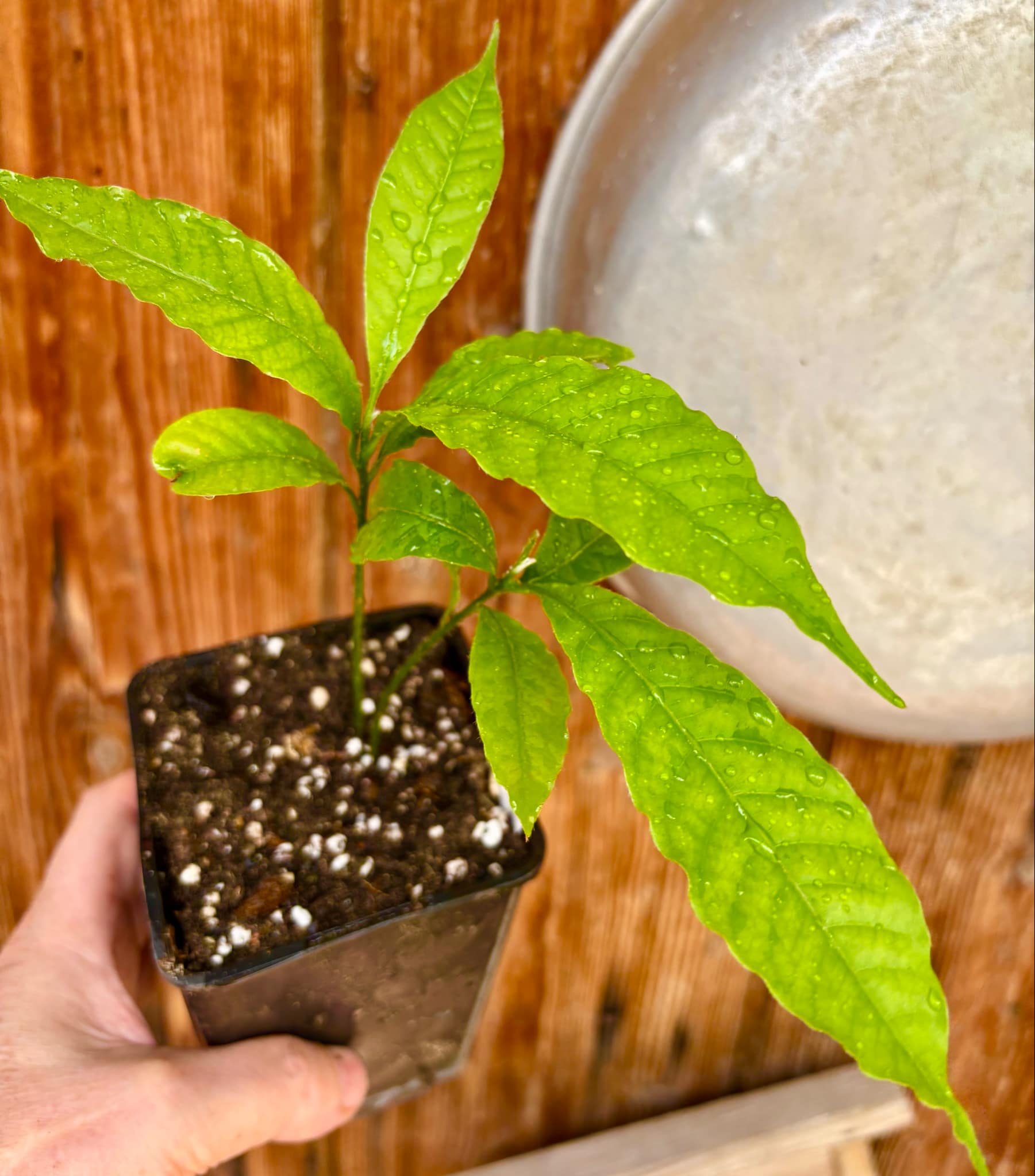 two out of one seed - Abiu (Pouteria caimito) - 1 potted plant / 1 getopfte Pflanze