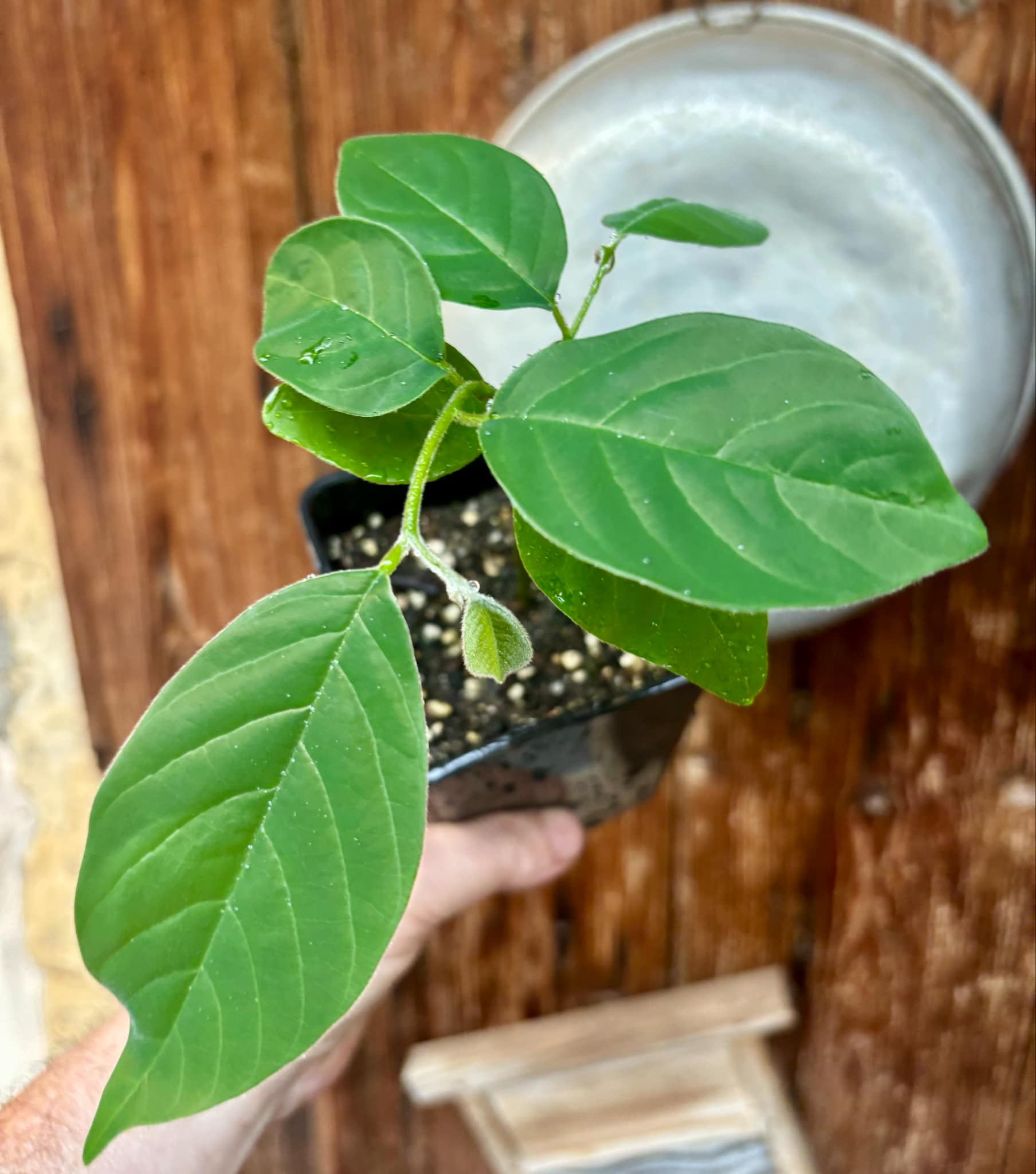 Annona sylvatica - 1 potted plant / 1 getopfte Pflanze