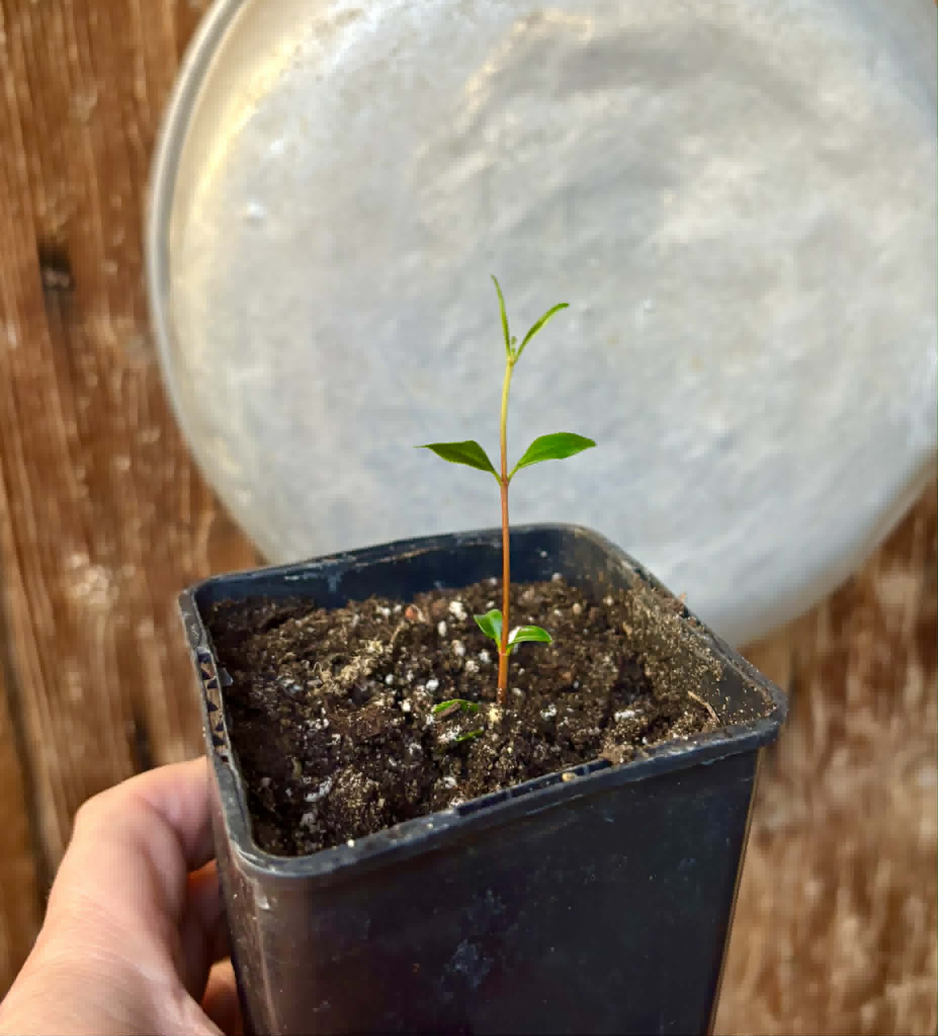 last 2 seedlings - Mangaba (Hancornia speciosa) - 1 potted seedling / 1 getopfter Sämling