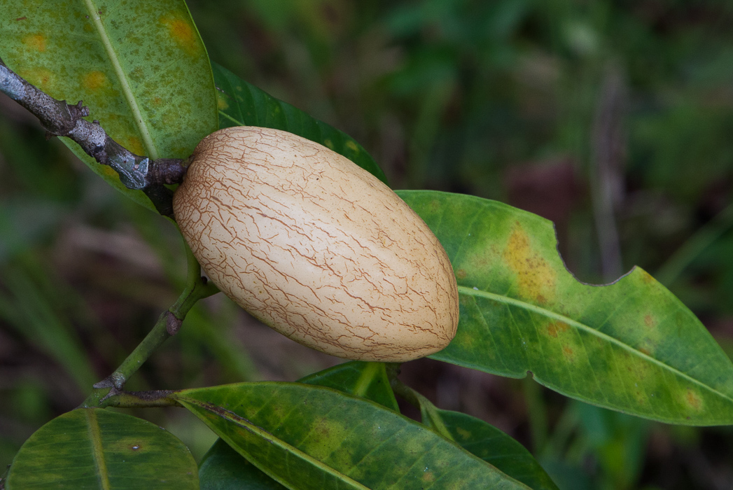 Pepino do Mato  (Ambelania acida) -  1 fresh seed / 1 frischer Samen