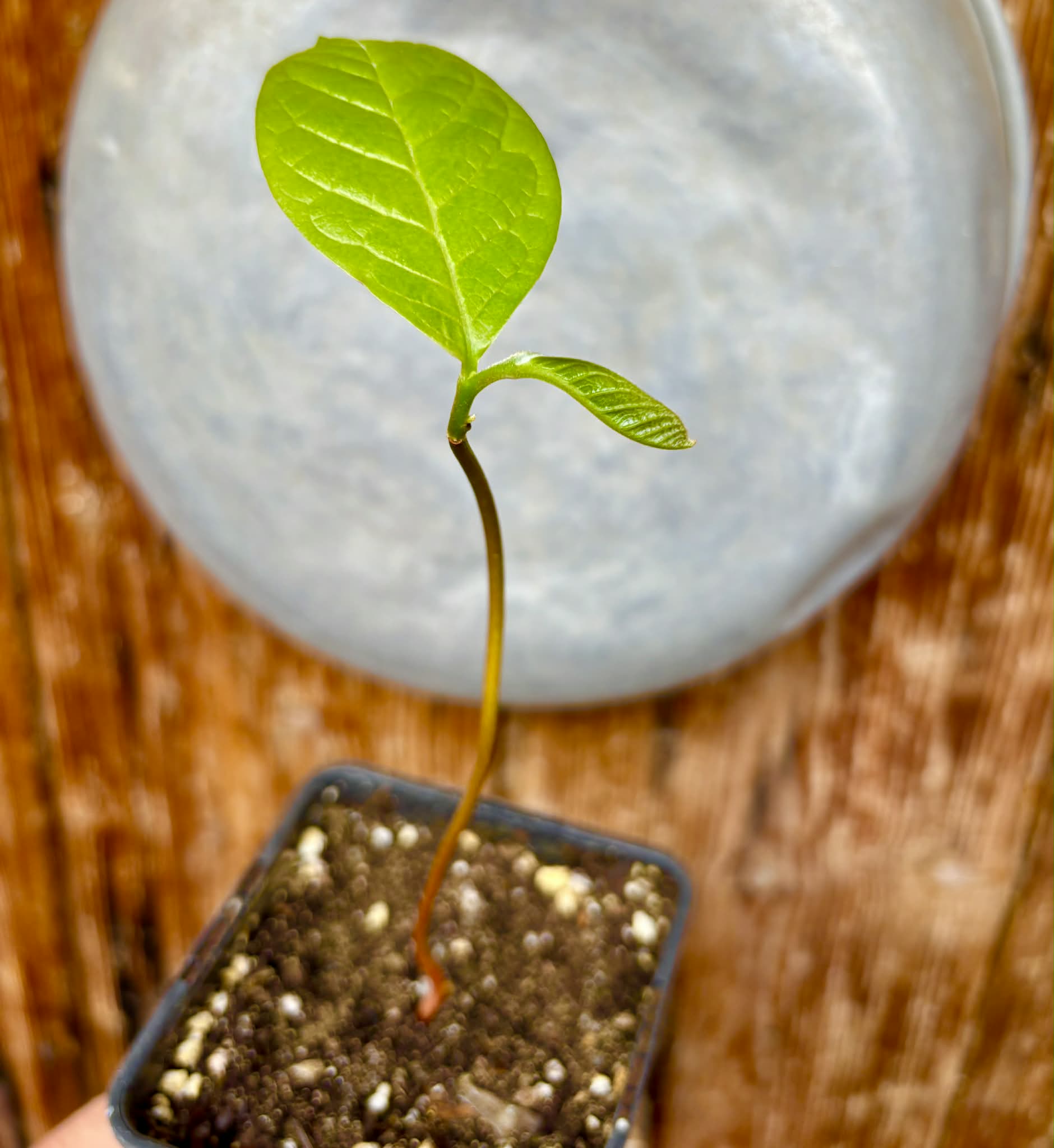 Annona purpurea - Soncoya - 1 potted plant / 1 getopfte Pflanze