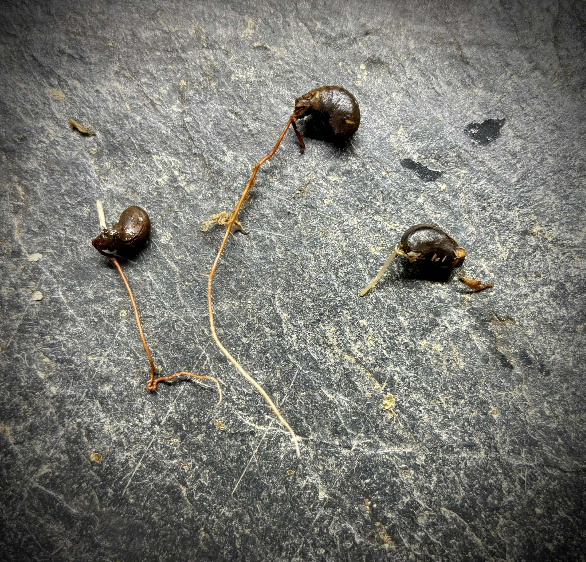 last 3 seeds - Eugenia cf flamingensis var. Folha miuda - 1 germinated seed / 1 gekeimter Samen