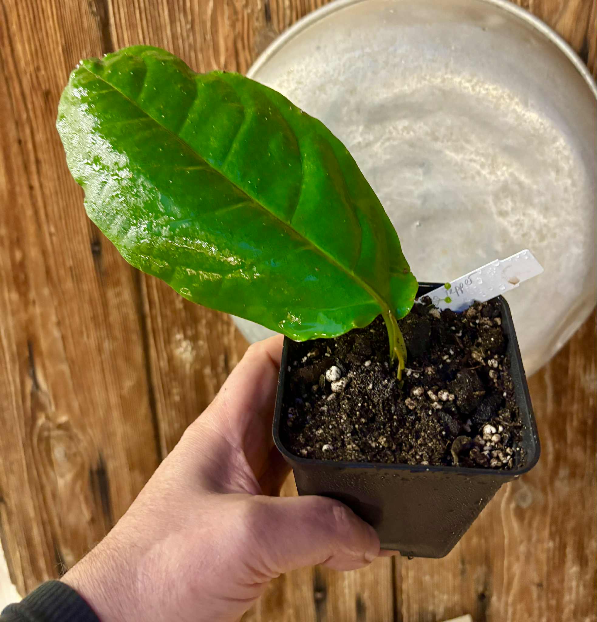 1 rooted cutting - Long Pepper  (Piper longum) - 1 potted plant / 1 getopfte Pflanze