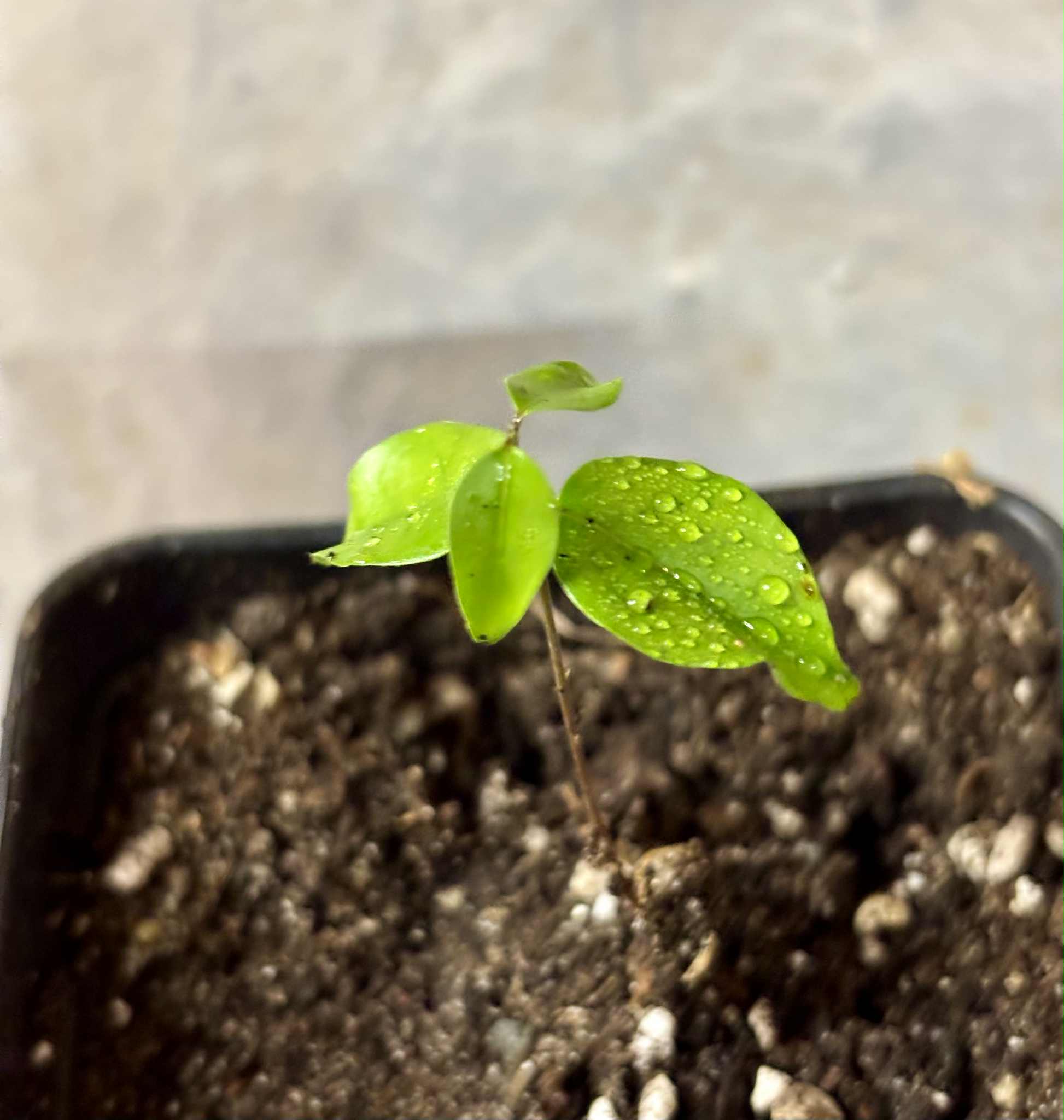 Guamirim Cereja do Sul (Eugenia modesta) - 1 potted seedling / 1 getopfter Sämling