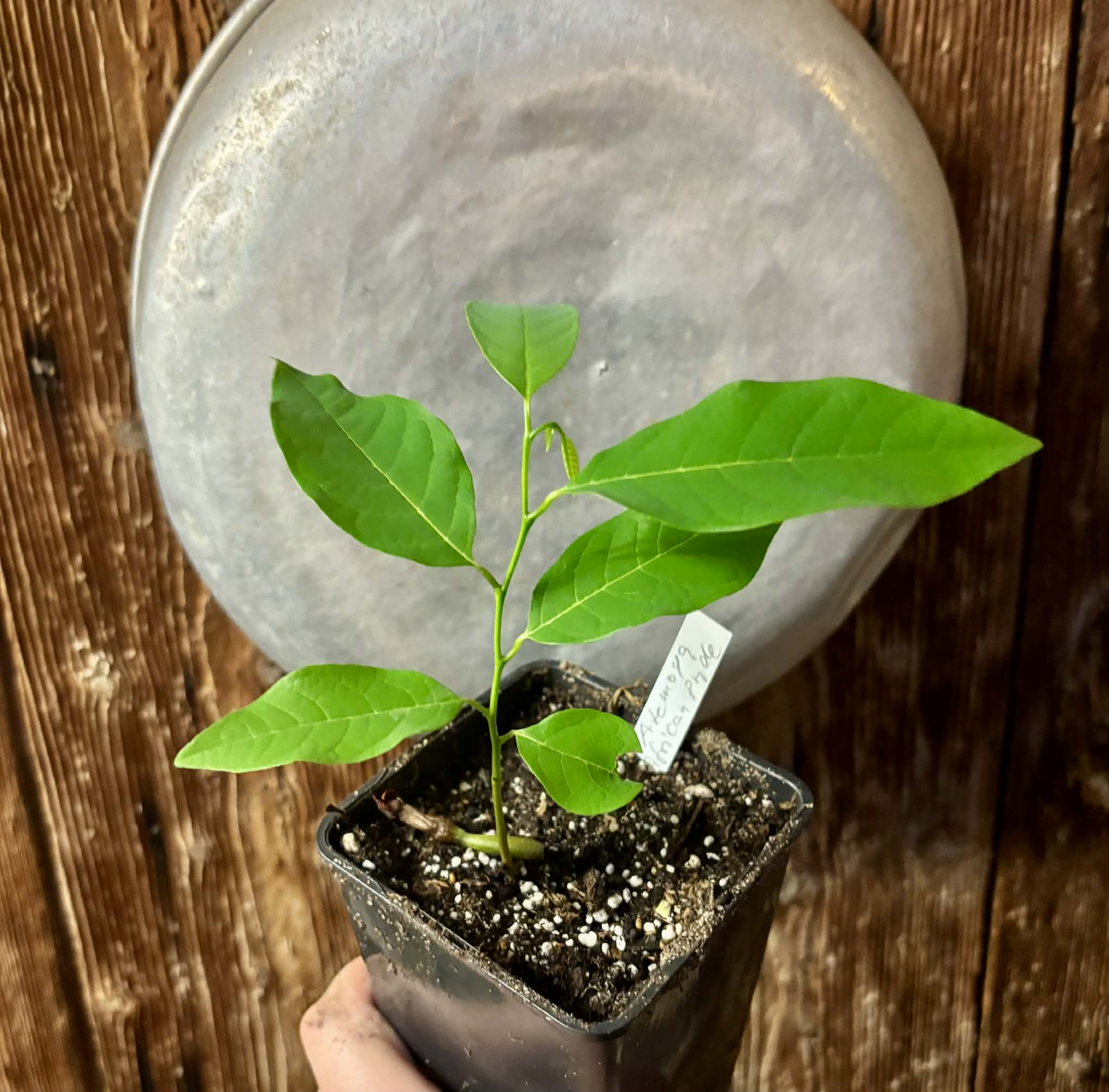 Atemoya African Pride - 1 potted seedling / 1 getopfter Sämling