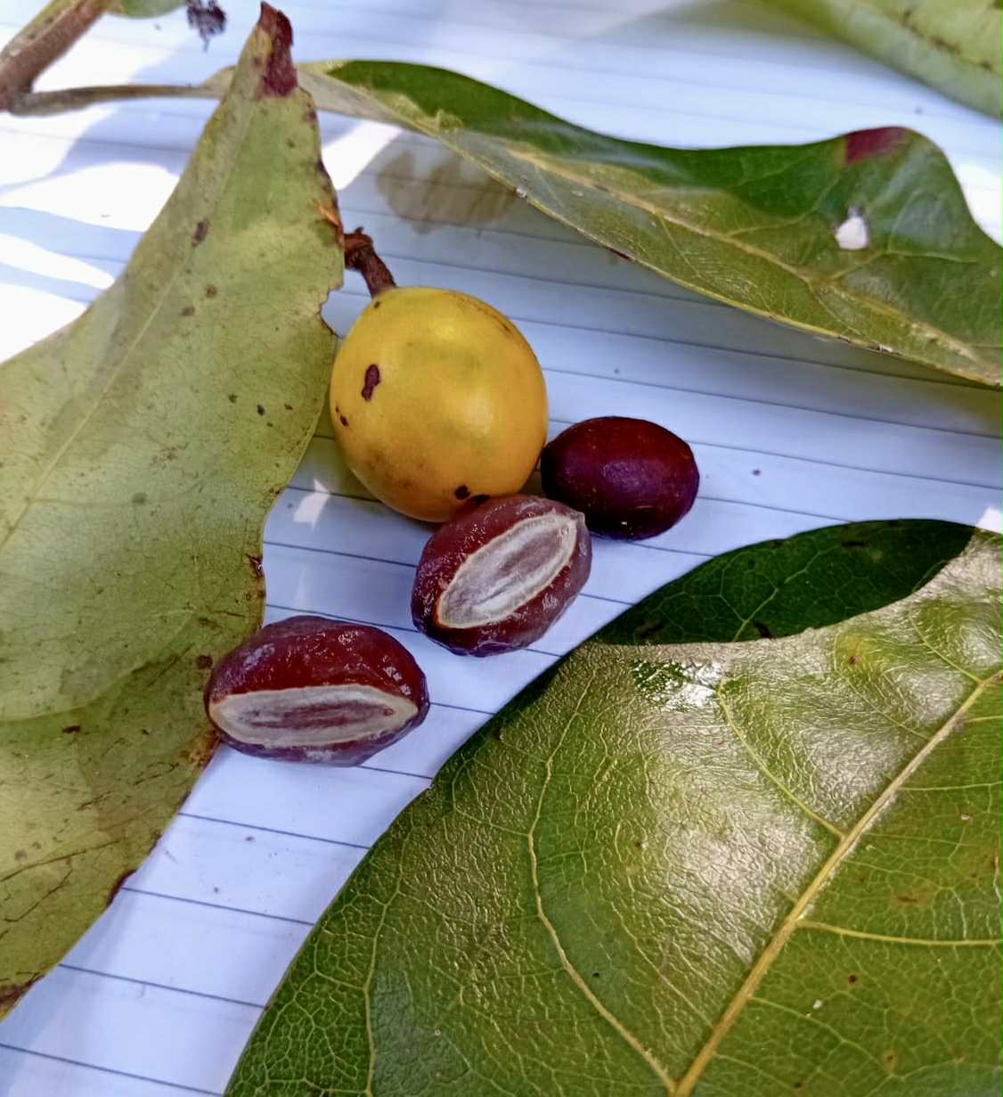 Abiu de Leite (Sarcaulus sp) - 1 fresh seed / 1 frischer Samen