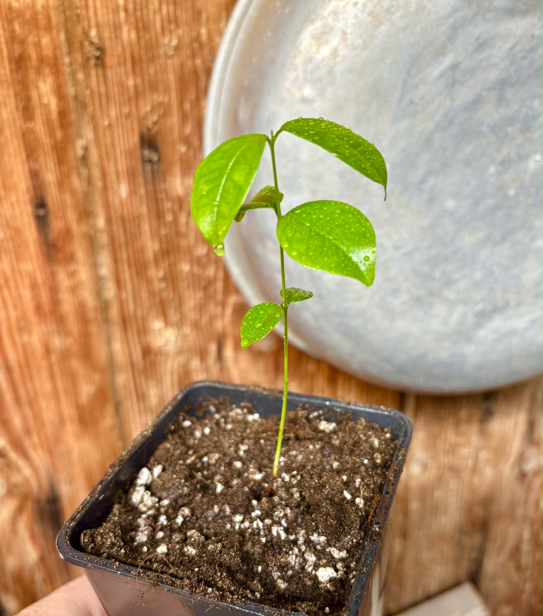 Eugenia zuccarini - 1 potted seedling / 1 getopfter Sämling