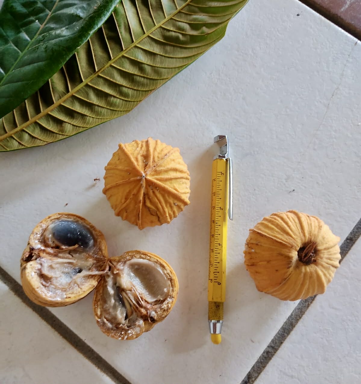 Pre Order - Ecclinusa ramiflora -  1 fresh seed / 1 frischer Samen