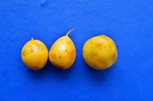 Pouteria cuspidata - 1 small potted seedling / 1 kleiner, getopfter Sämling Pouteria cuspidata - 1 small potted seedling / 1 kleiner, getopfter Sämling