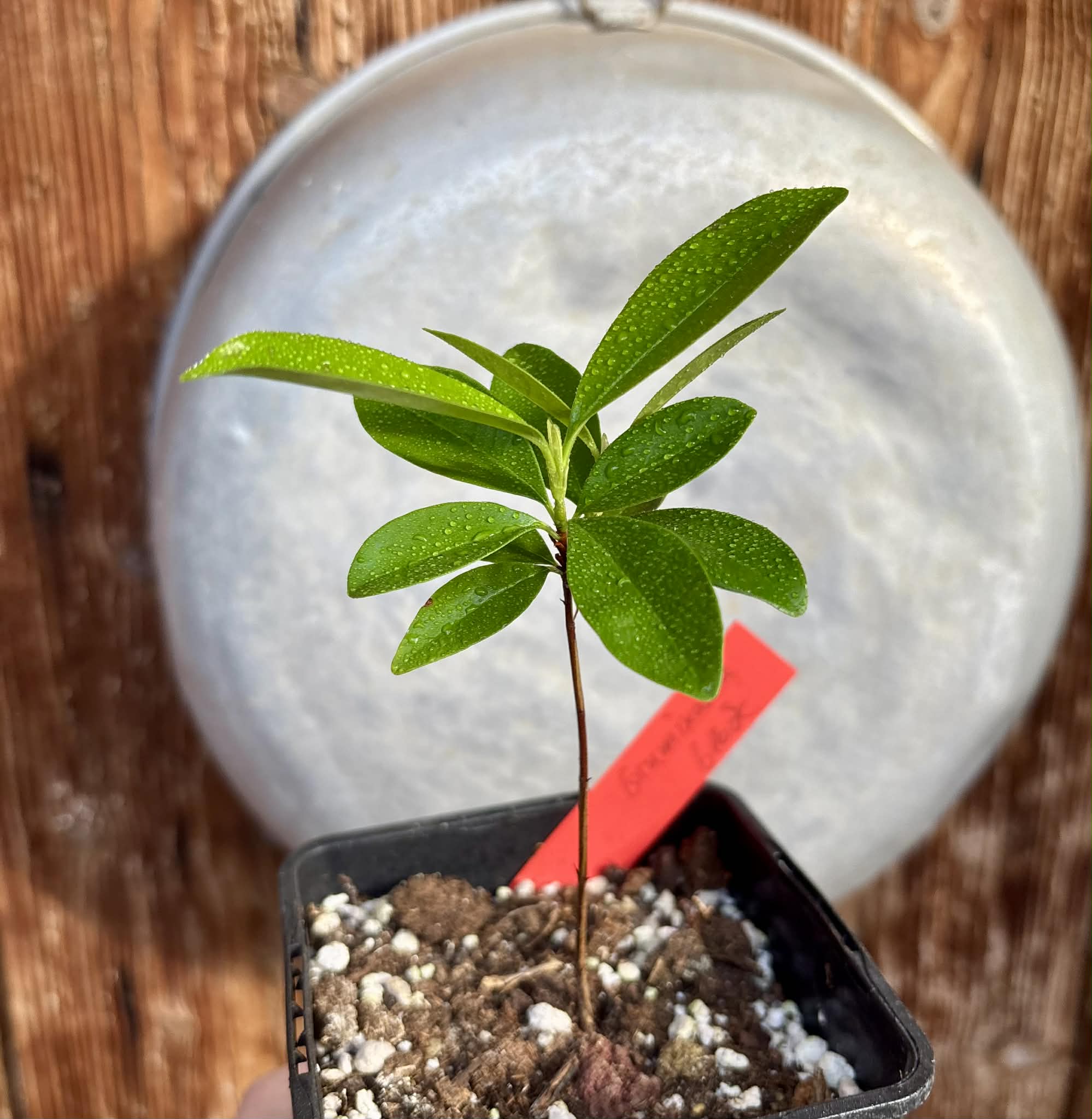 Grumixama (Eugenia brasiliensis) - 1 potted seedling / 1 getopfter Sämling