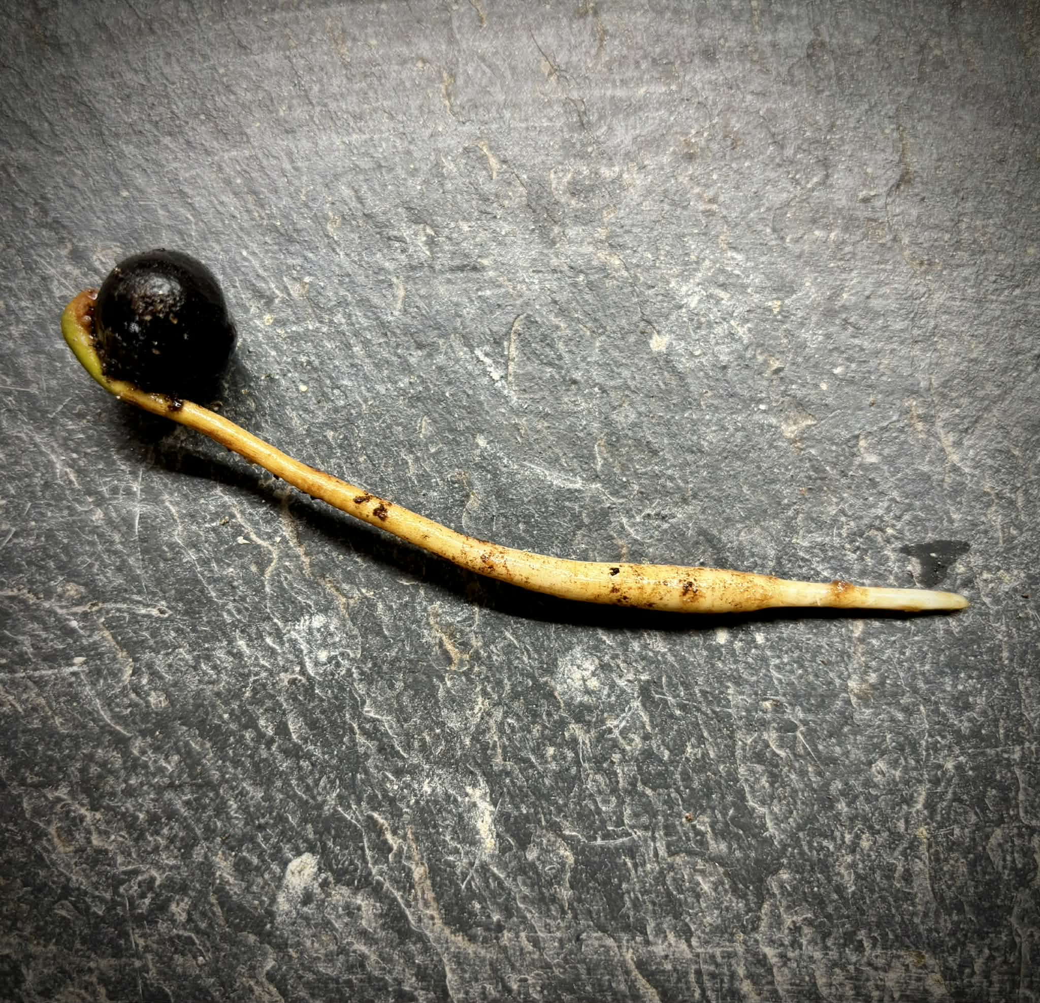 Coco de Raposa (Syagrus werdermannii) -  1 germinated seed / 1 gekeimter Samen