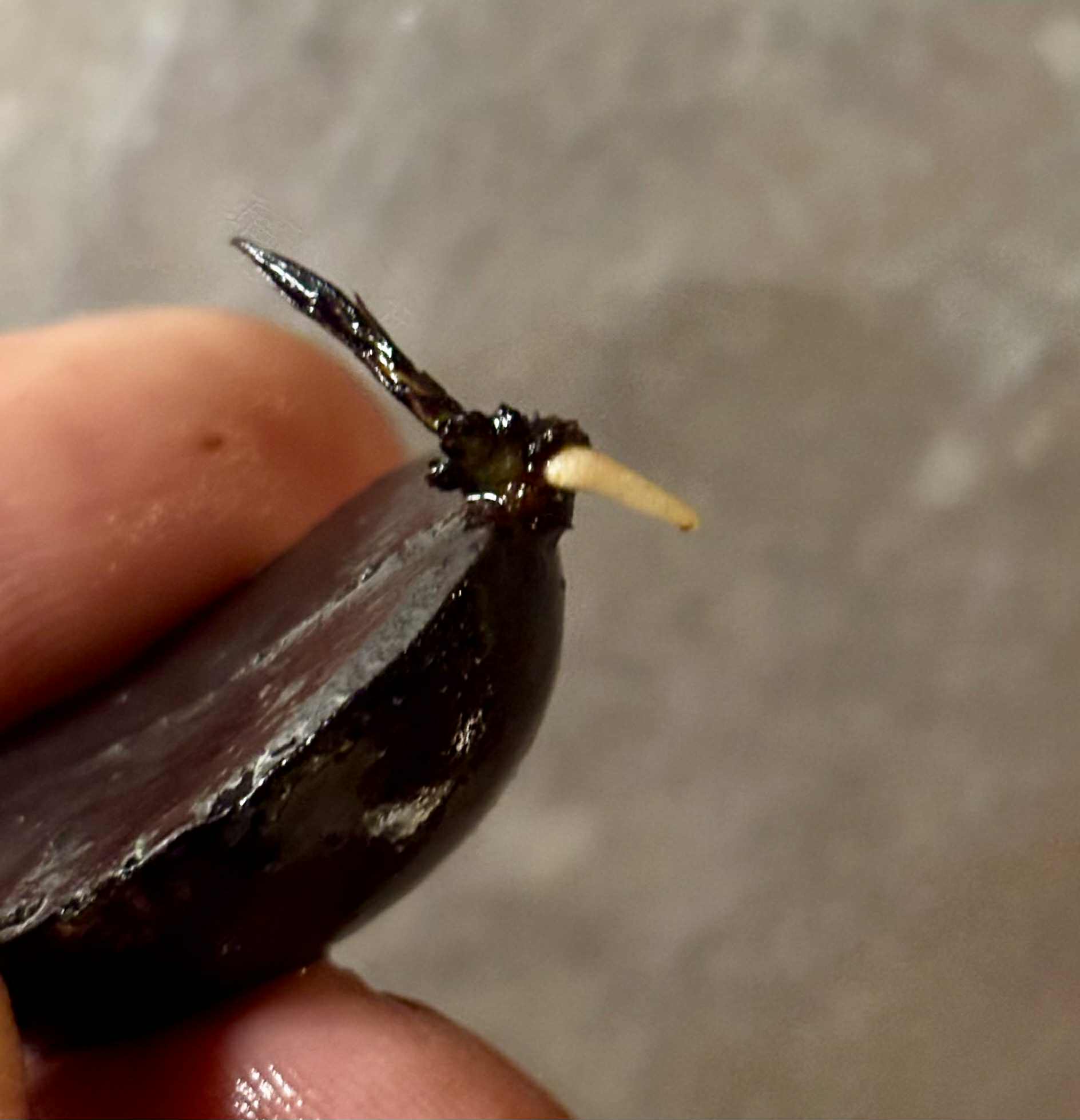 Plinia costaricensis -  1 germinated seed / 1 gekeimter Samen