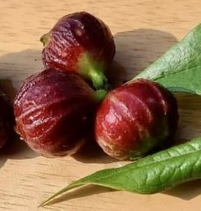 Jaboticaba - Plinia sp T13 - Phitrantha Pink Rosa x unknown Plinia - 1 small potted plant / 1 kleine getopfte Pflanze