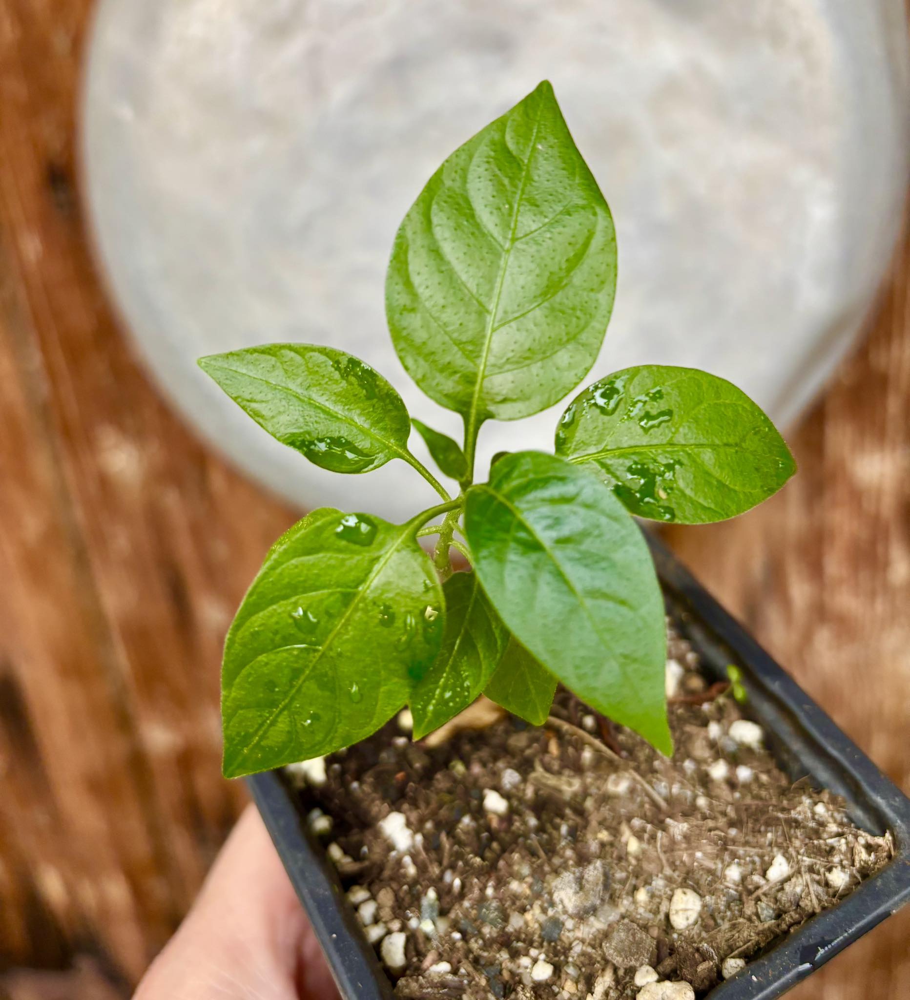 Moonberry - Solanum alternatopinnatum - 1 small potted seedling / 1 kleiner, getopfter Sämling