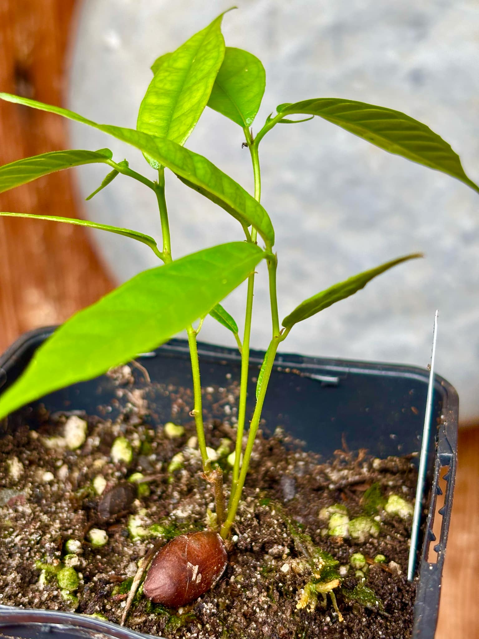 three from one seed - Kesusu (Prainea limpato) - 1 small potted seedling / 1 kleiner, getopfter Sämling
