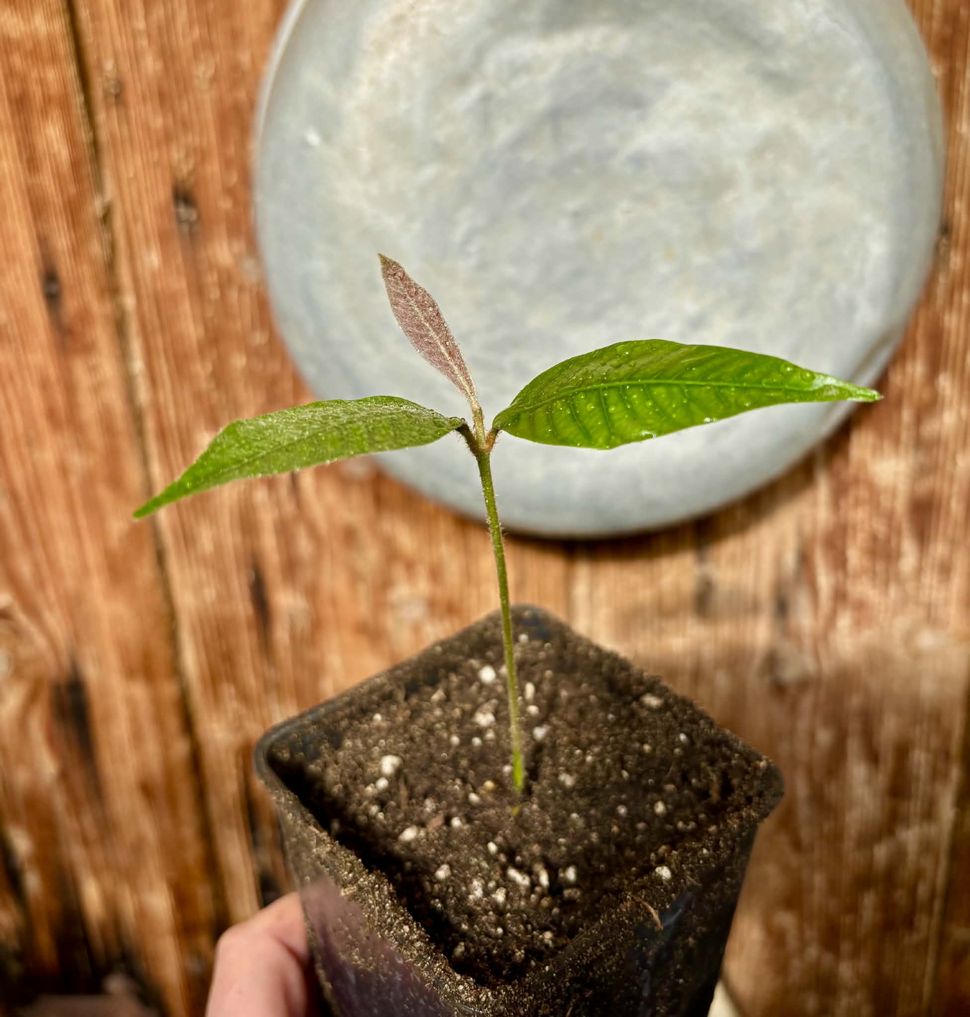 Ecclinusa sp Doce - 1 potted seedling / 1 getopfter Sämling
