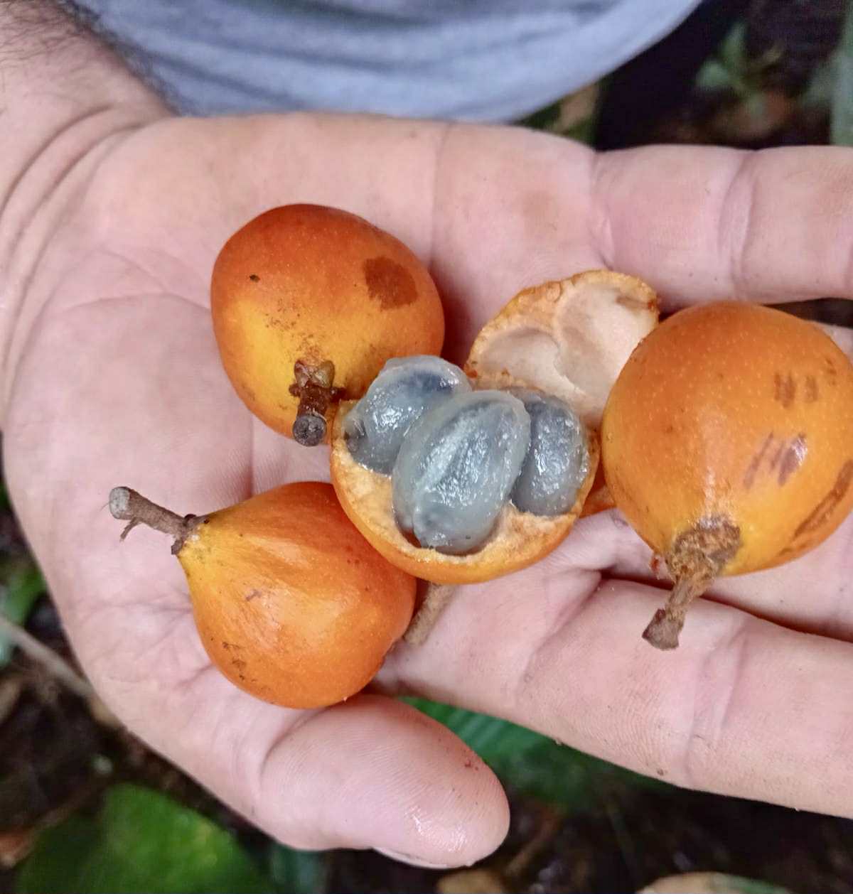 Pouteria sp Alaranjada - 1 fresh seed / 1 frischer Samen