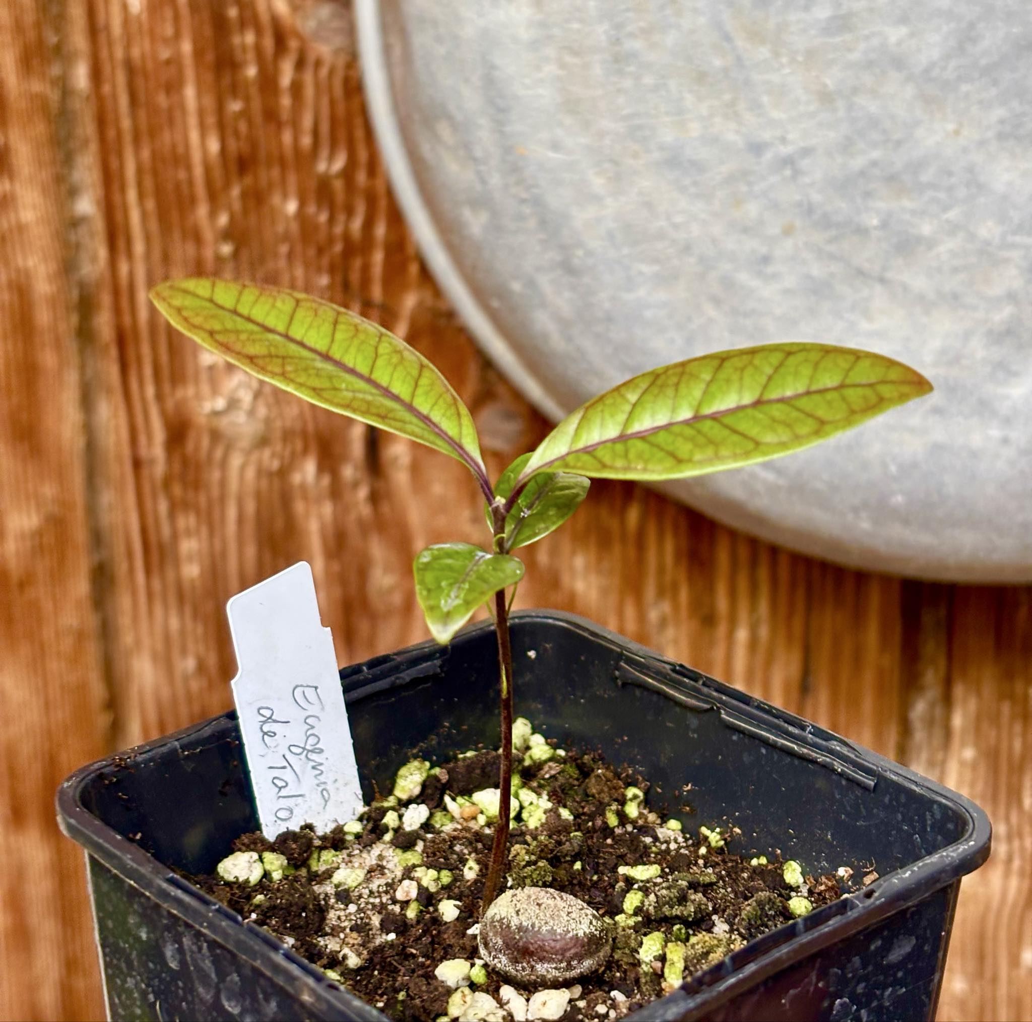 Eugenia sp de Talo -  1 potted seedling / 1 getopfter Sämling