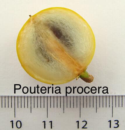 Pouteria procera - 1 fresh seed / 1 frischer Samen