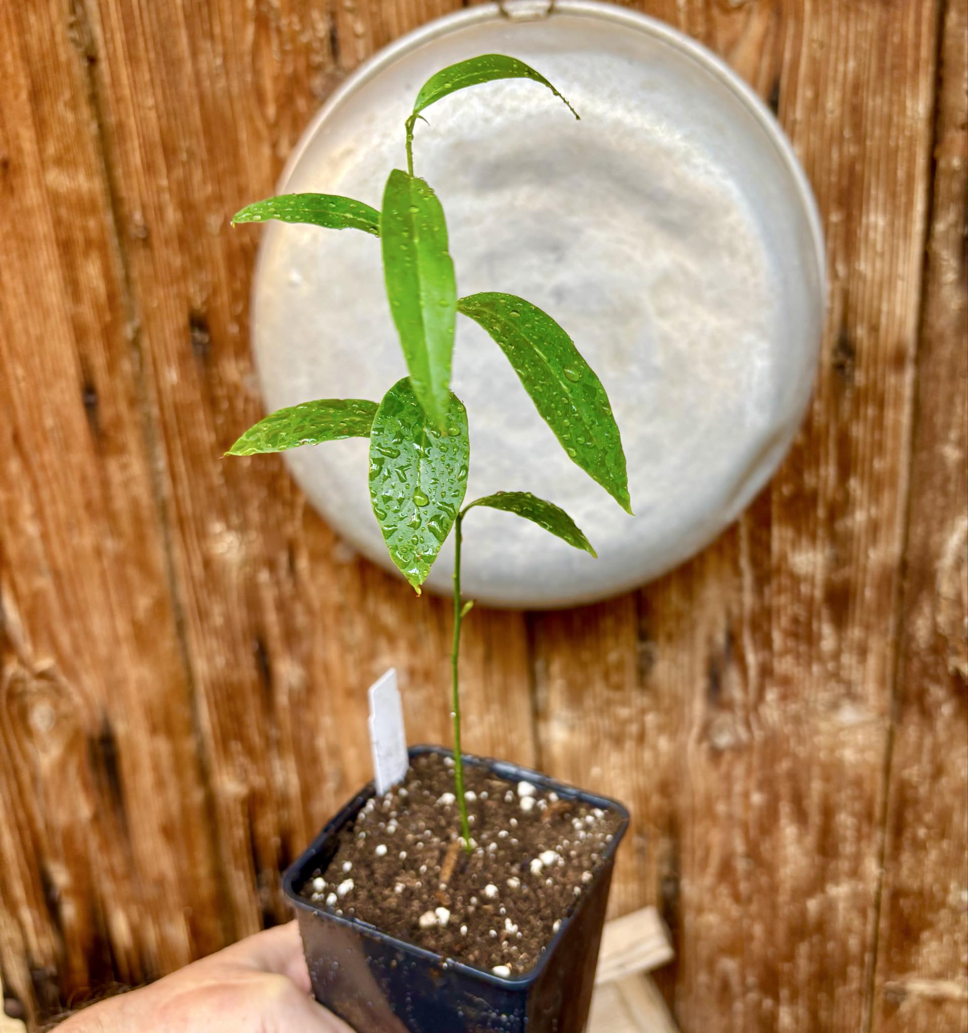 Ximenia americana - Ameixa da Caatinga - 1 potted seedling / 1 getopfter Sämling