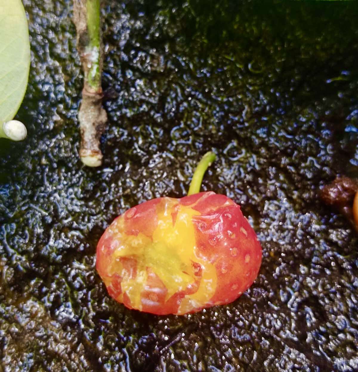 Letterwood - Snakewood (Brosimum guianense) -  1 fresh seed / 1 frischer Samen