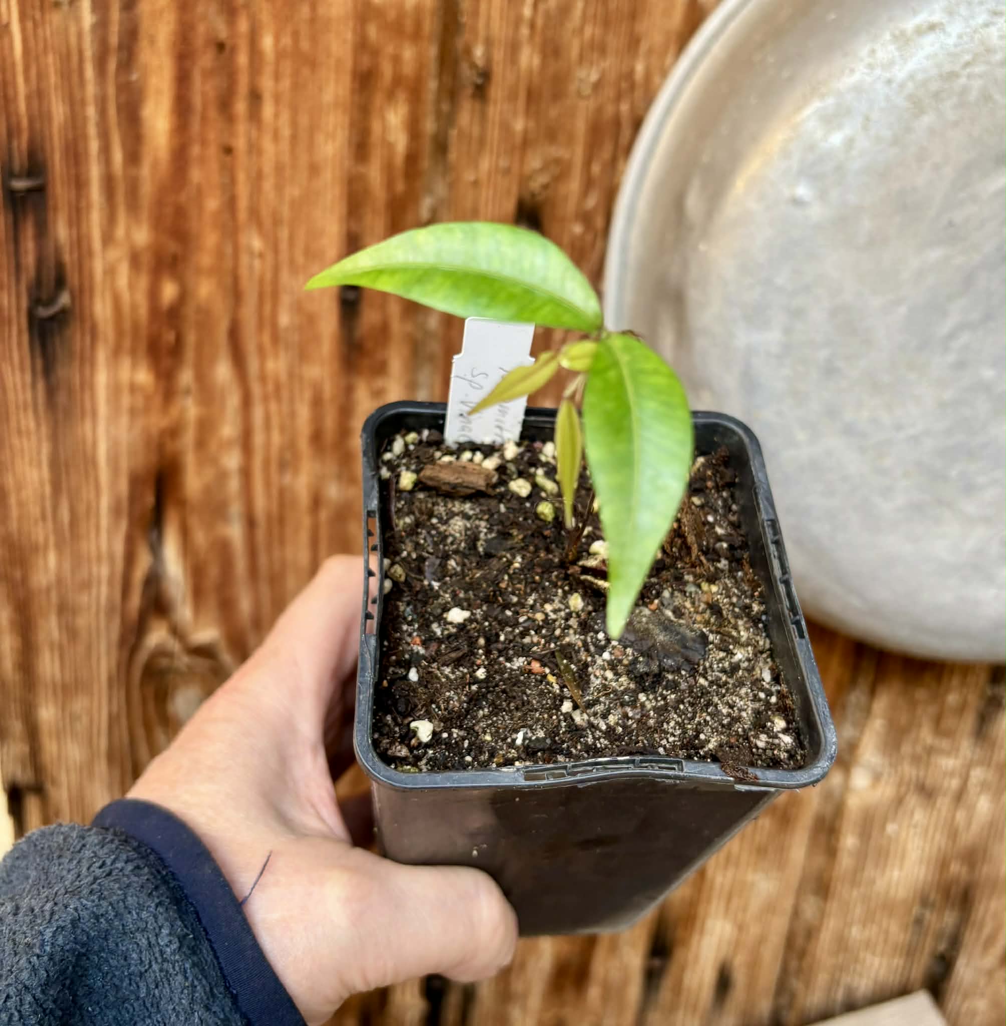 Neomitranthes sp Vinaceo - 1 potted seedling / 1 getopfter Sämling